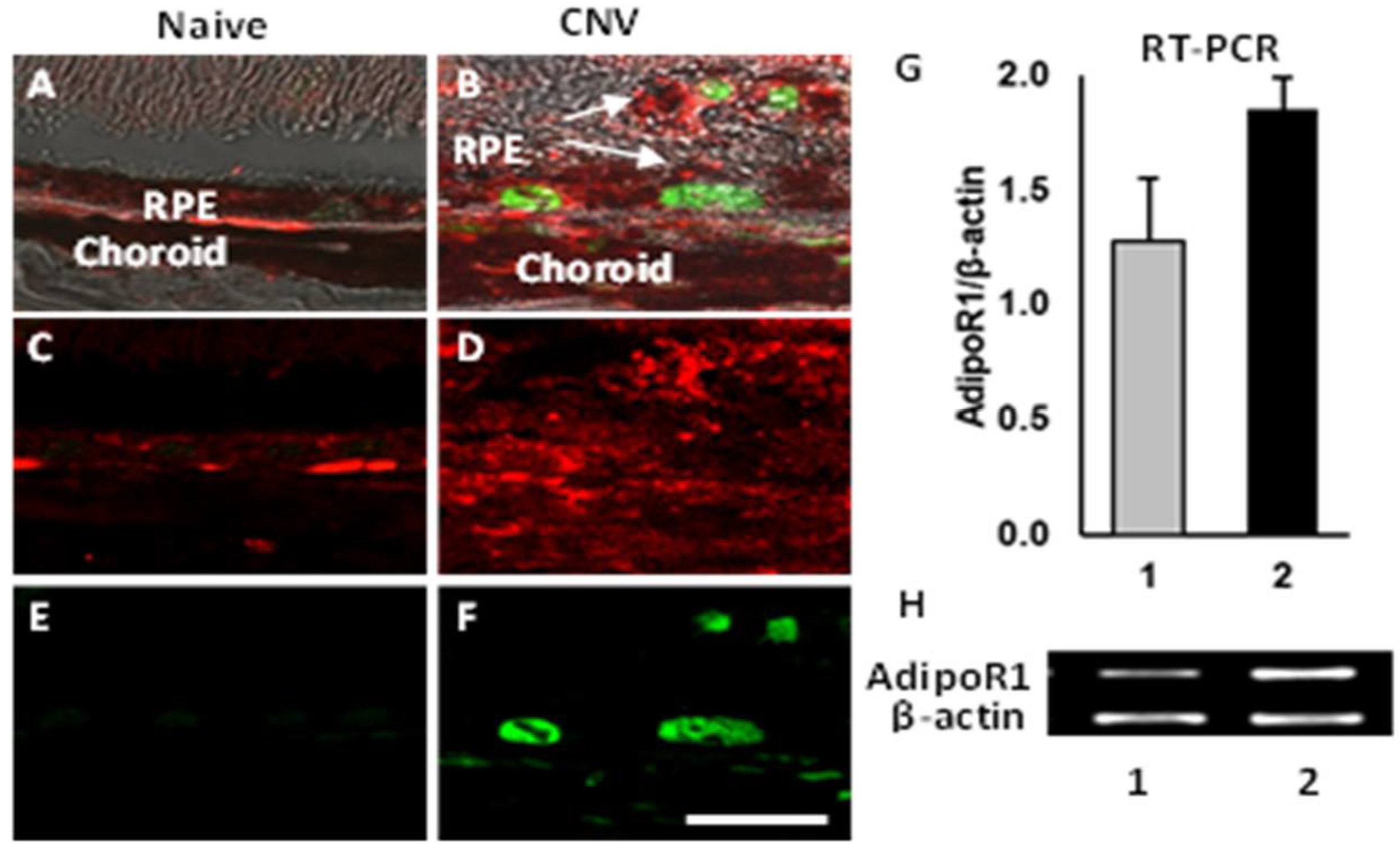 Biomolecules 12 01232 g002 Biomolecules 12 01232 g002