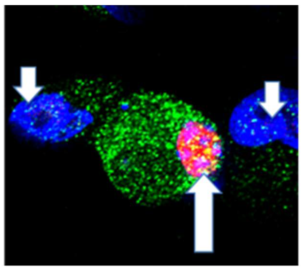 Biomolecules 12 01232 g003 Biomolecules 12 01232 g003