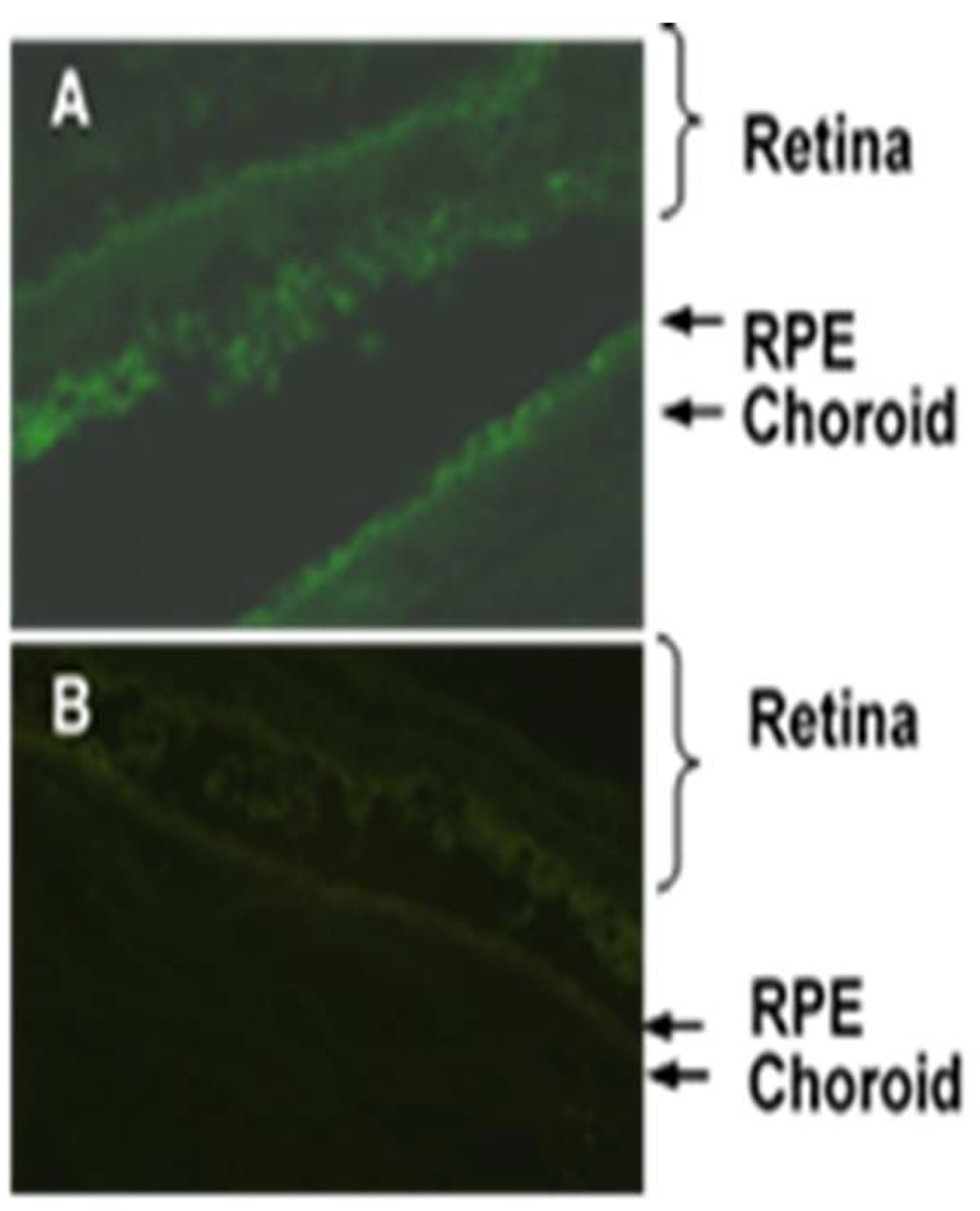 Biomolecules 12 01232 g004 Biomolecules 12 01232 g004