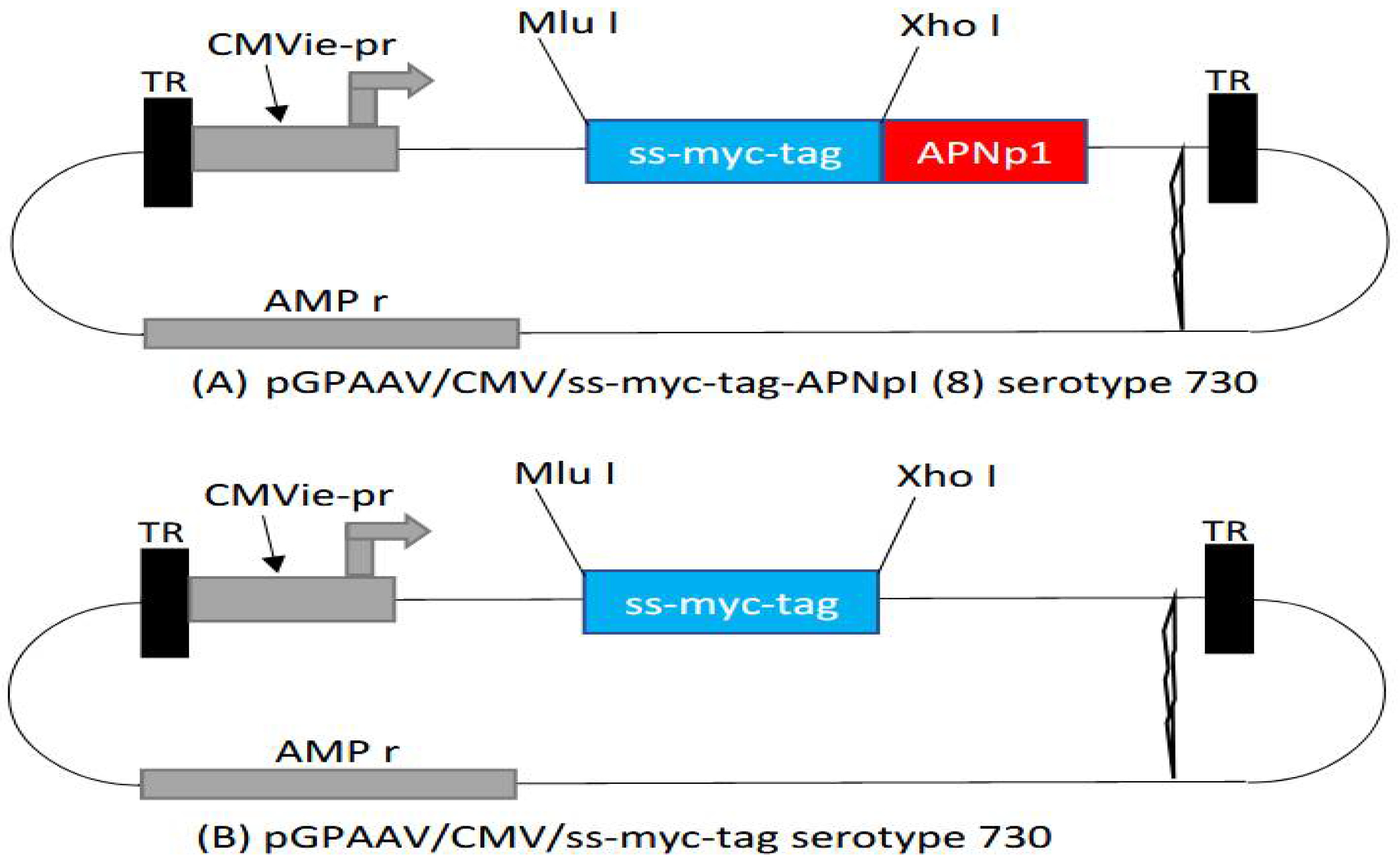 Biomolecules 12 01232 g005 Biomolecules 12 01232 g005