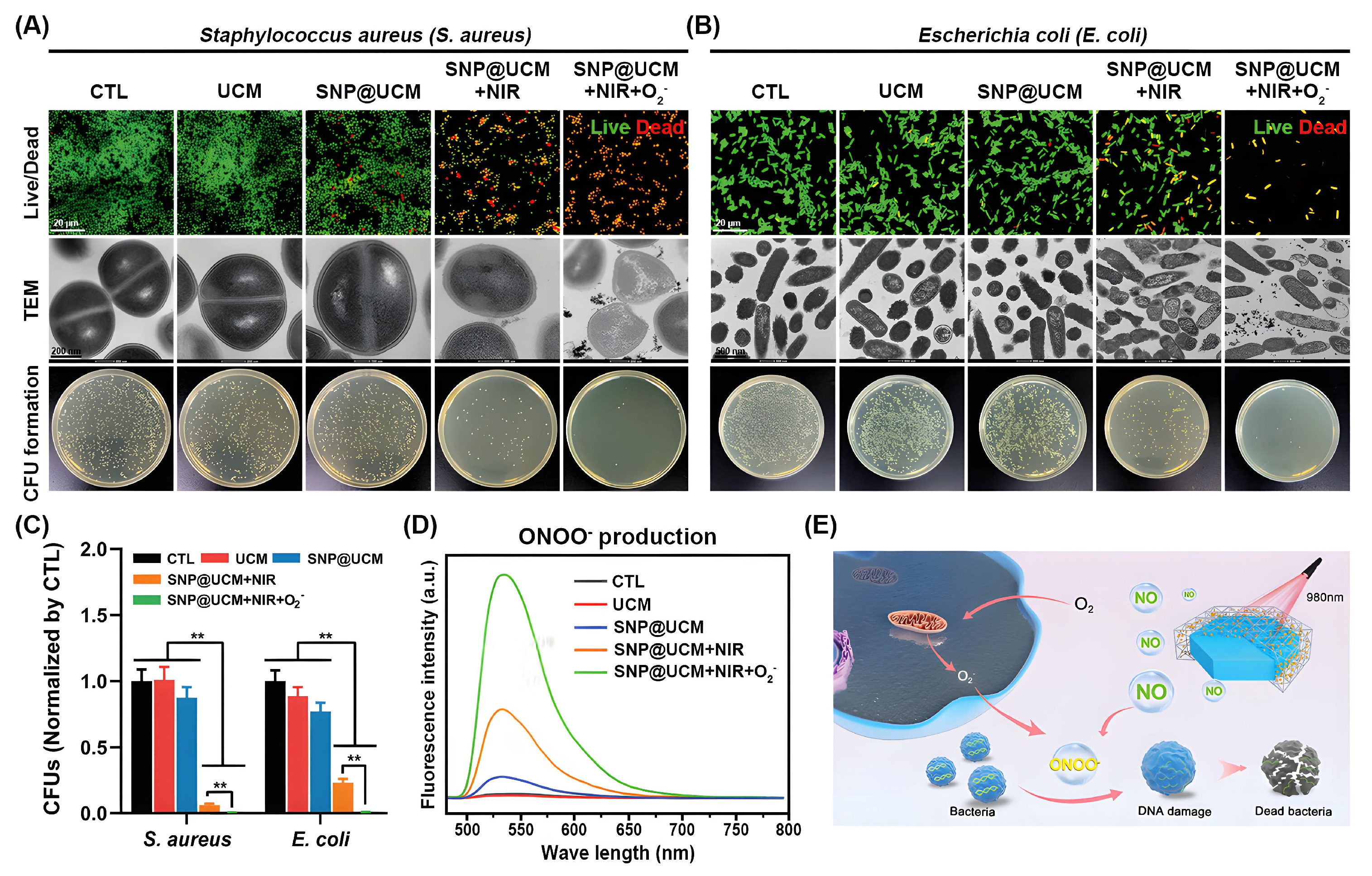 Biomolecules 12 01240 g006 550