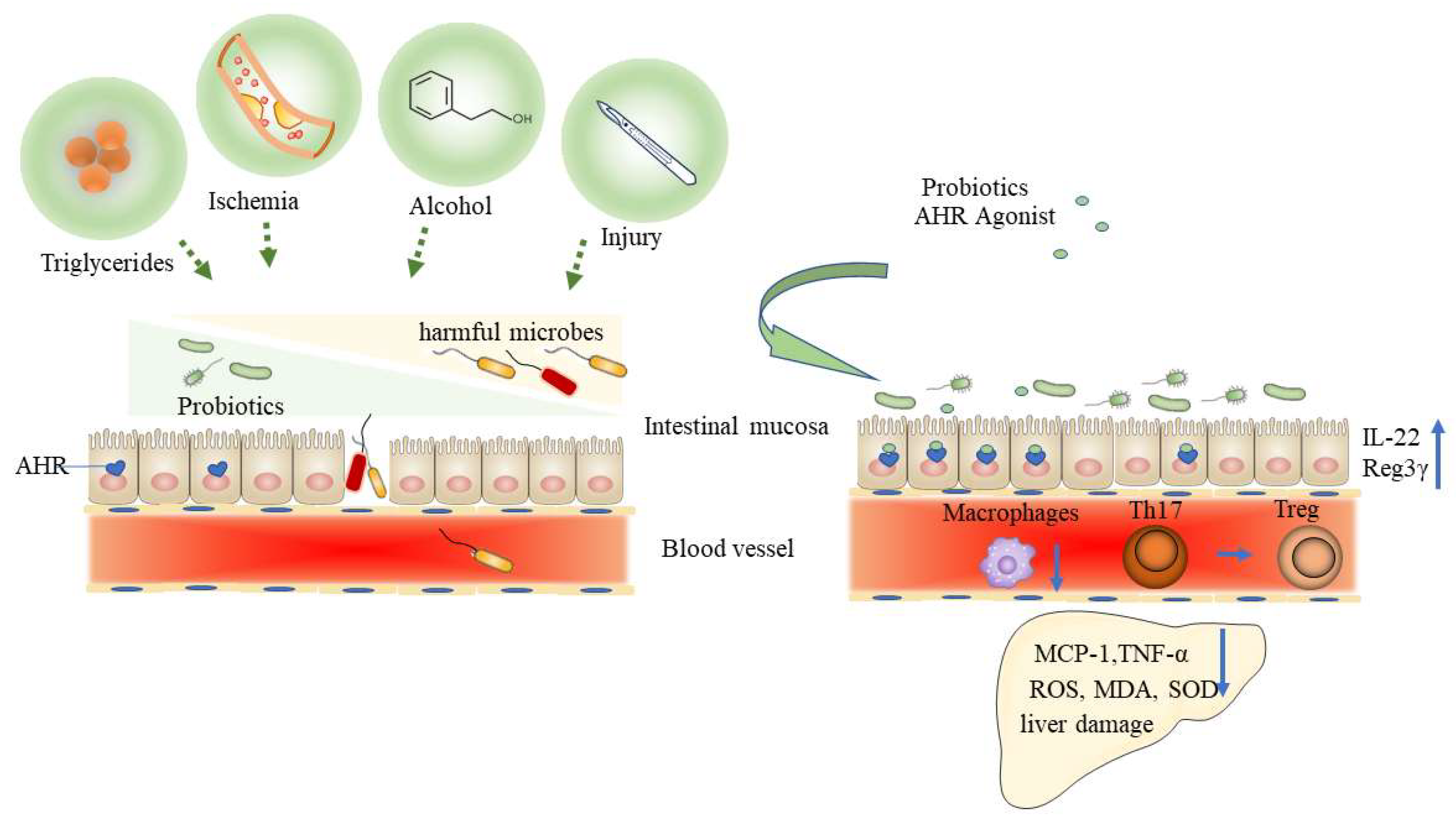 Biomolecules 12 01244 g004 Biomolecules 12 01244 g004