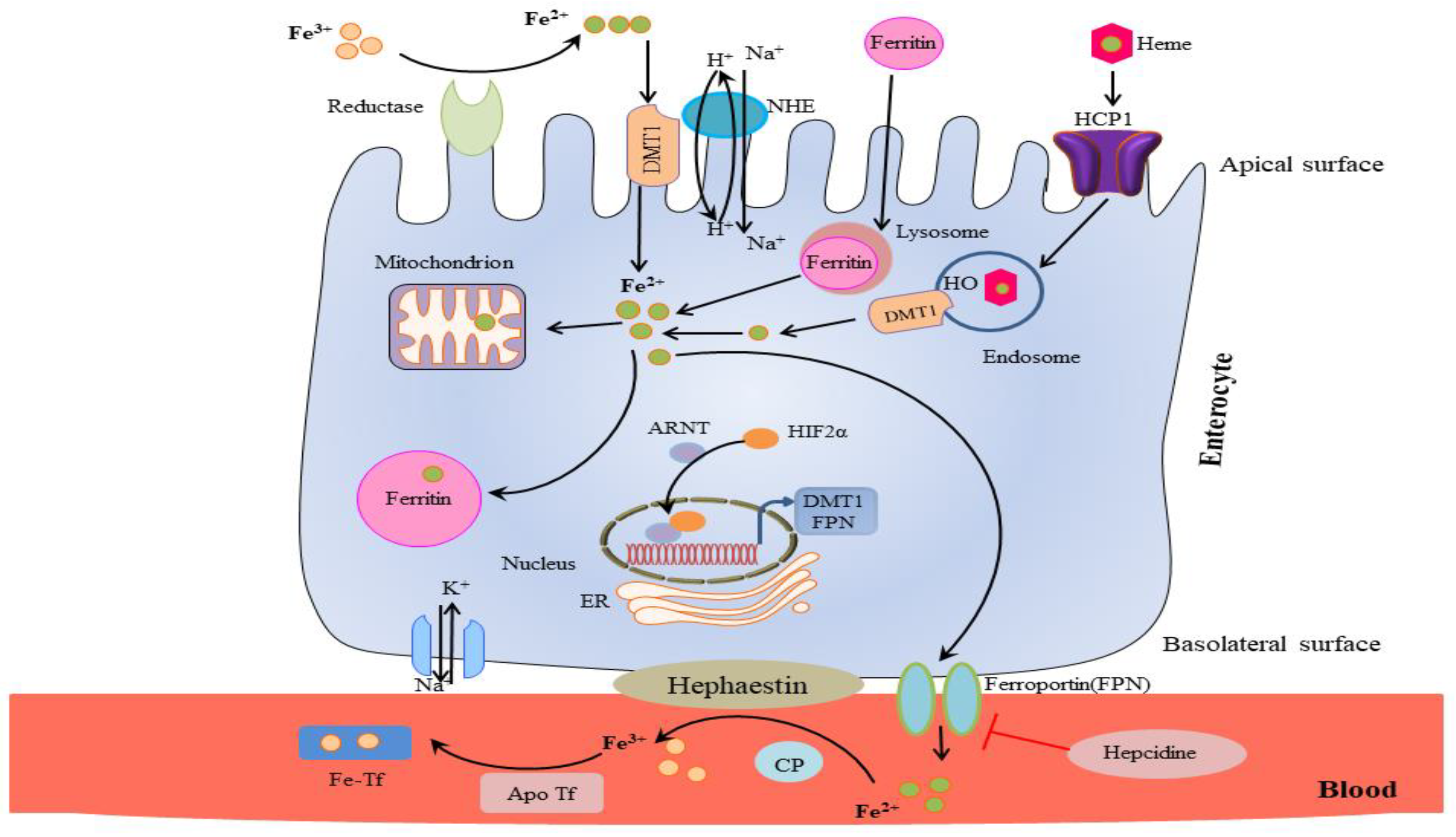 Biomolecules 12 01248 g001