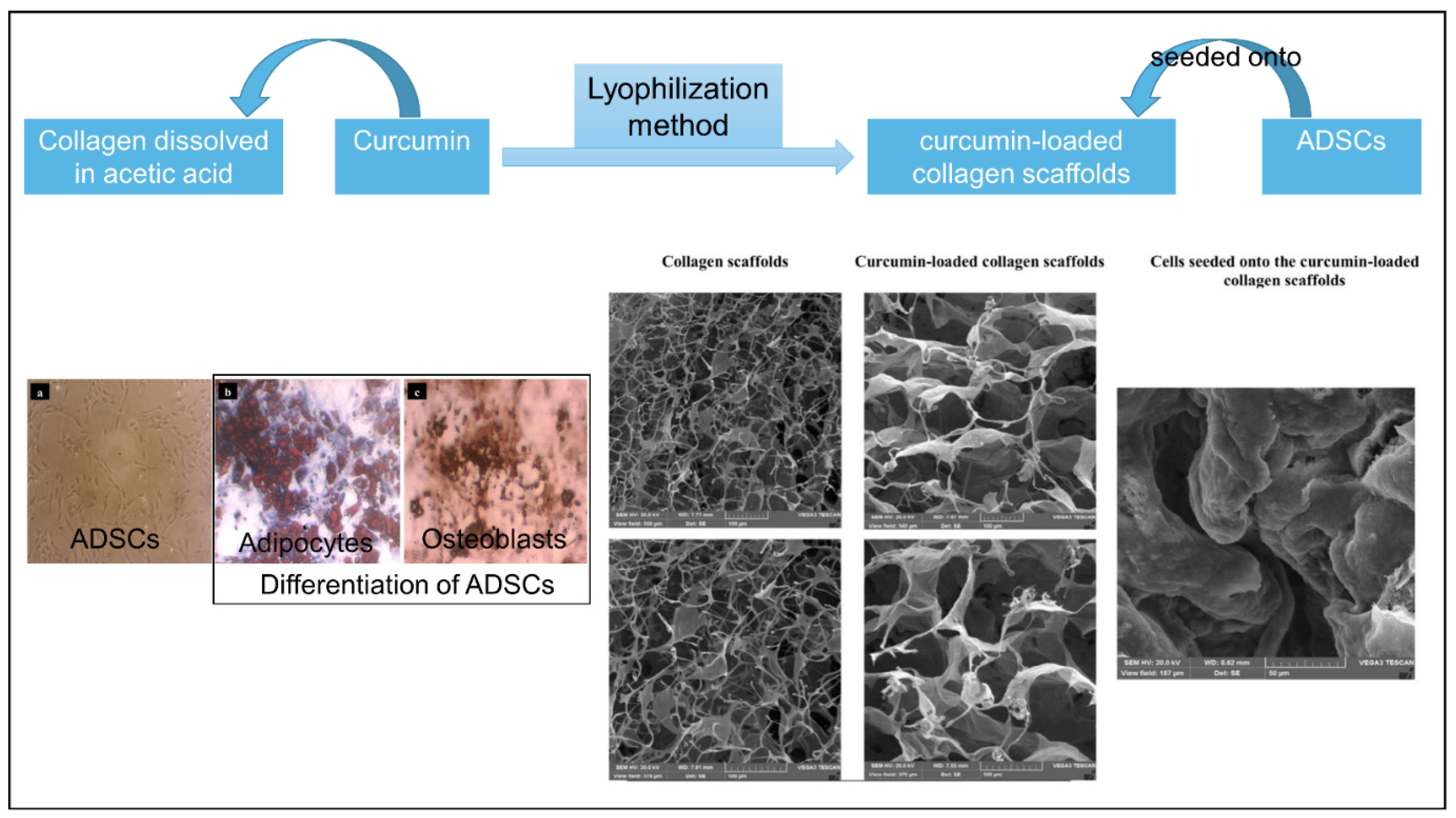 Biomolecules 12 01254 g015 550