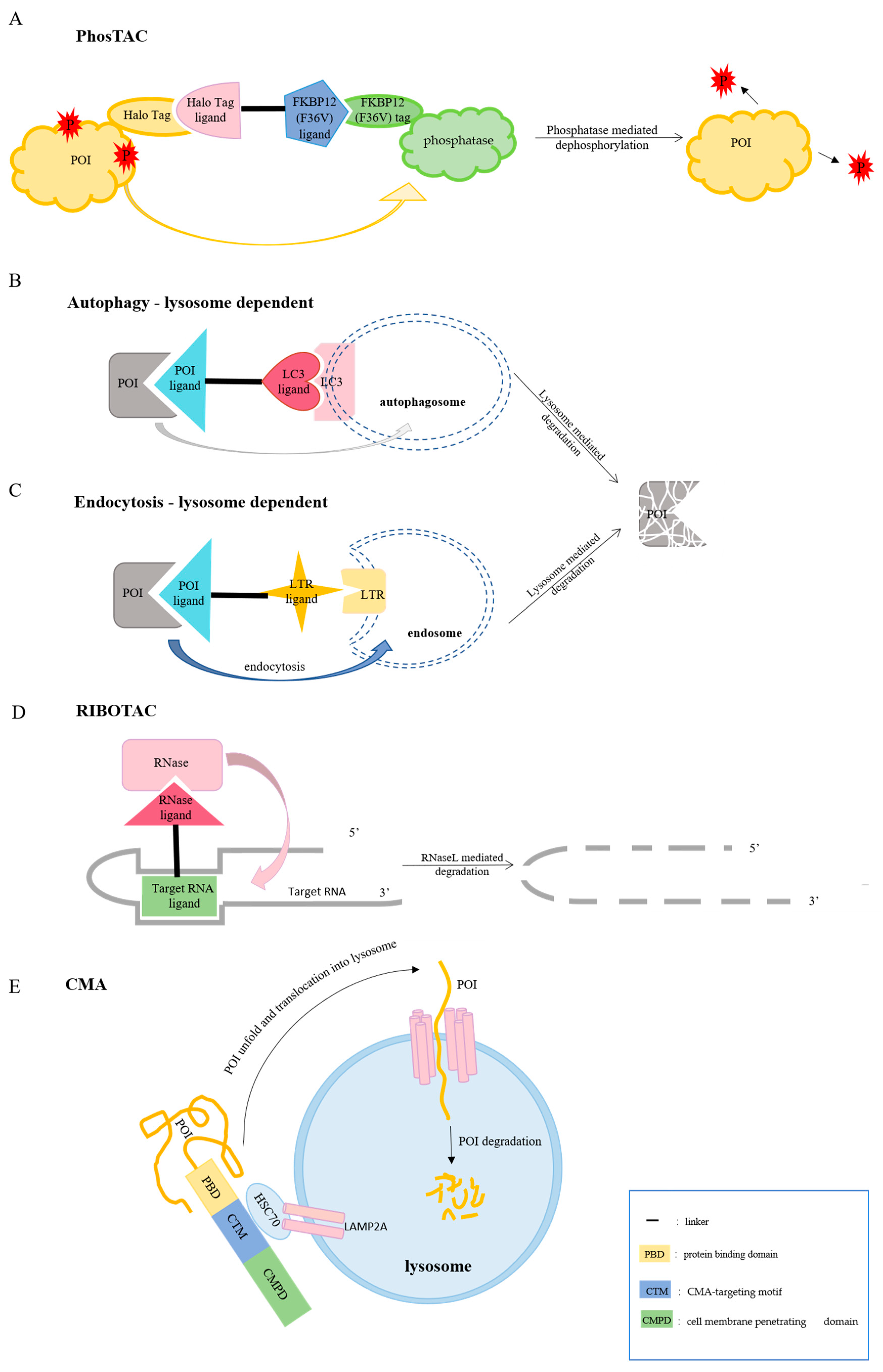 Biomolecules 12 01257 g003 550