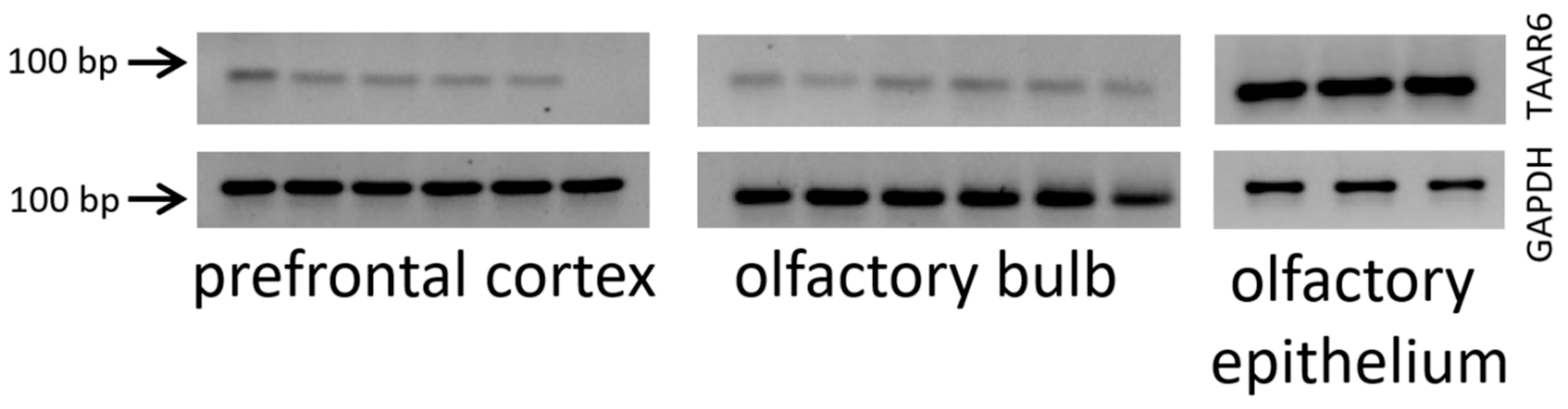 Biomolecules 12 01259 g007 Biomolecules 12 01259 g007