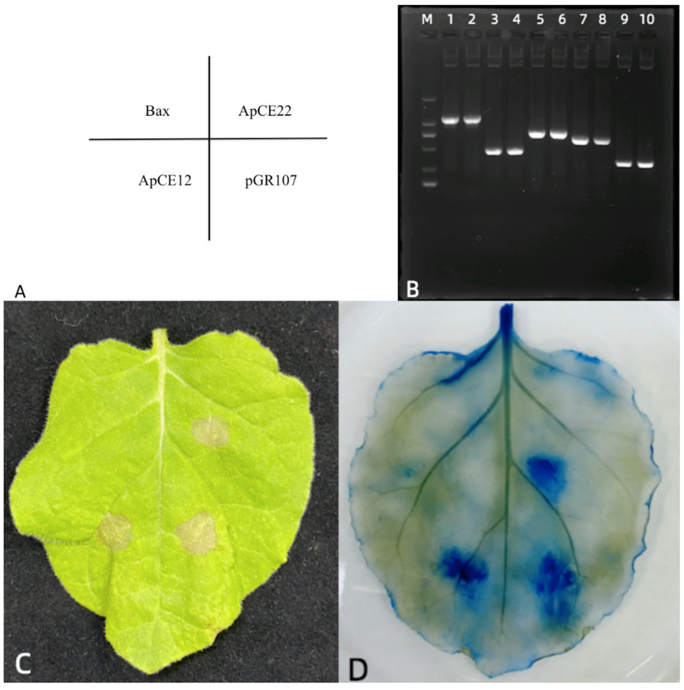 Biomolecules 12 01264 g010