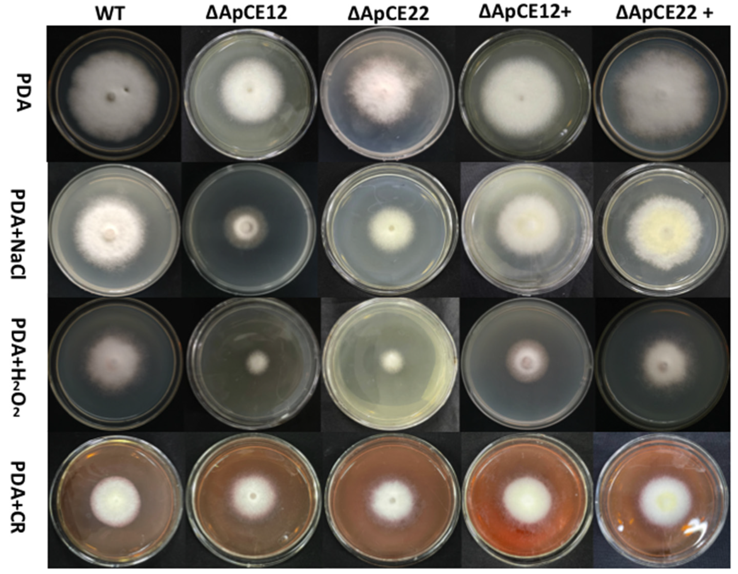 Biomolecules 12 01264 g011