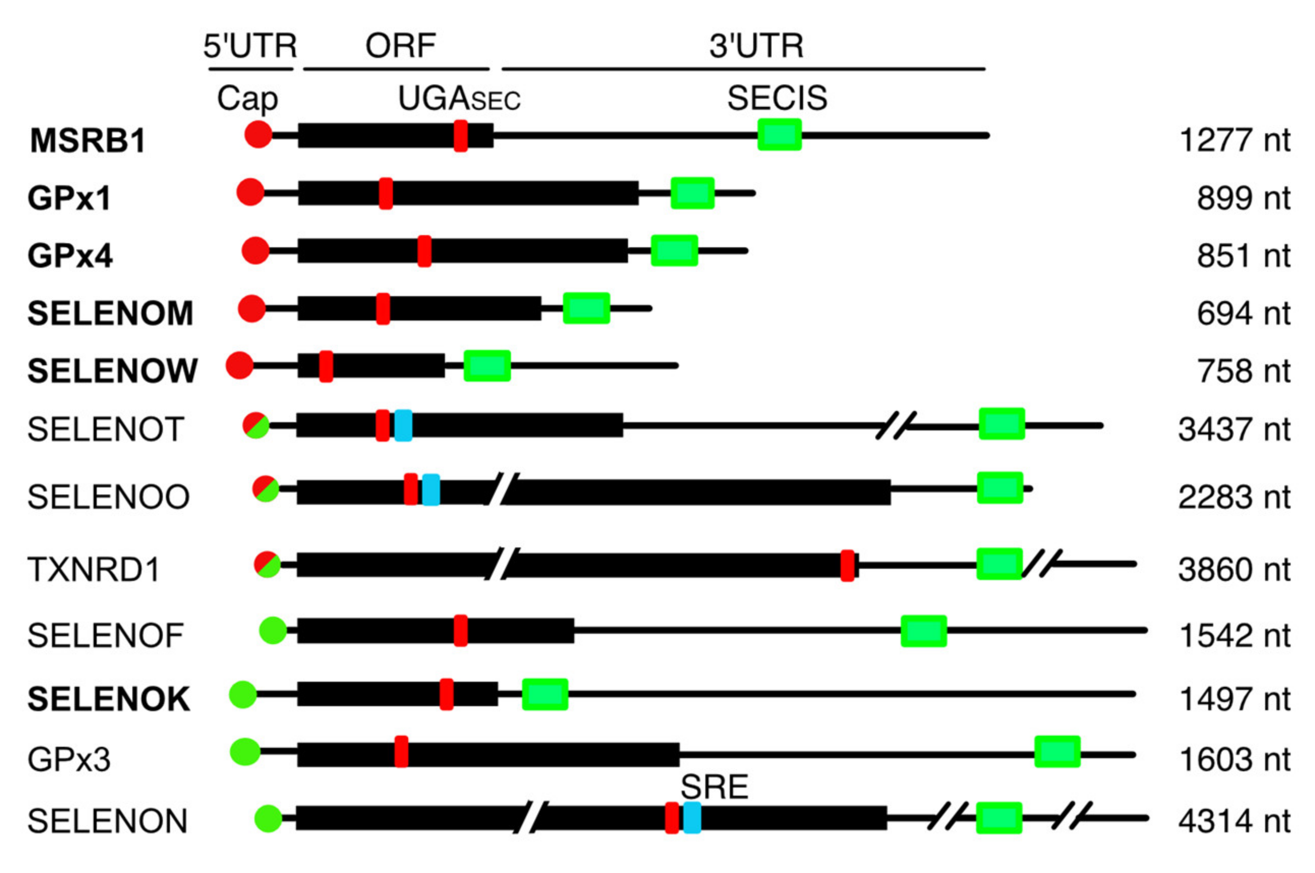 Biomolecules 12 01268 g006