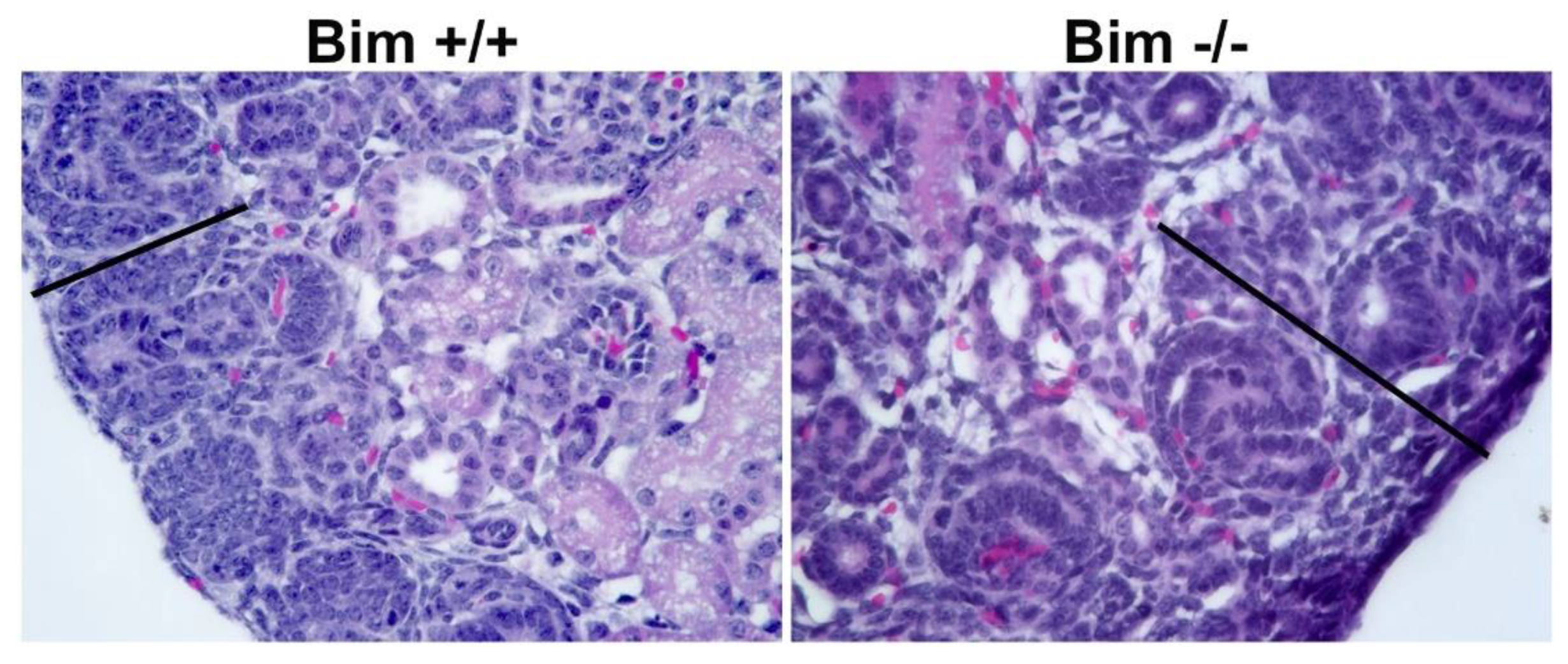Biomolecules 12 01295 g003