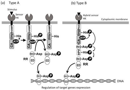 Transcriptional control of aspartate kinase expression during