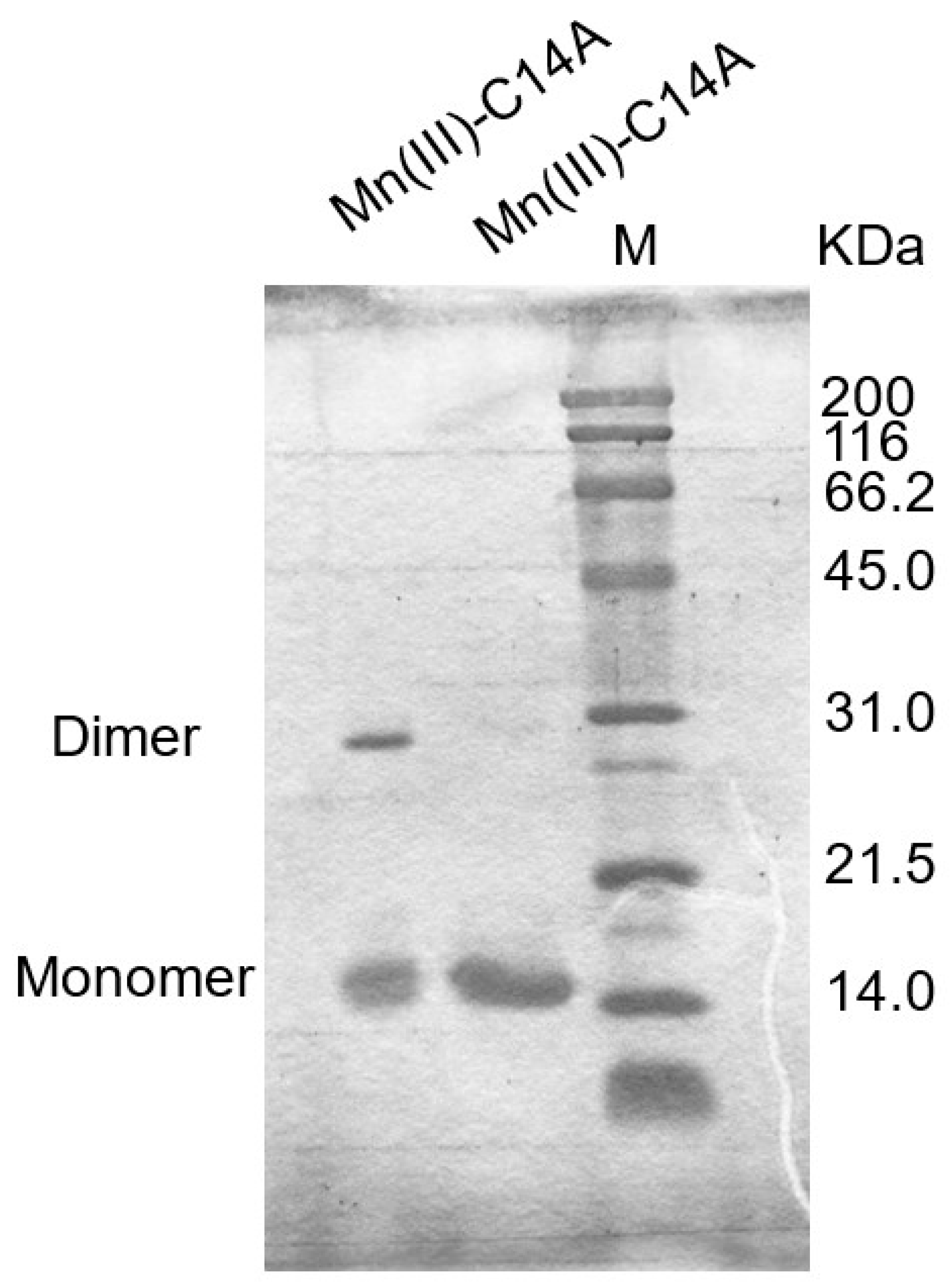 Biomolecules 12 01329 g007 Biomolecules 12 01329 g007