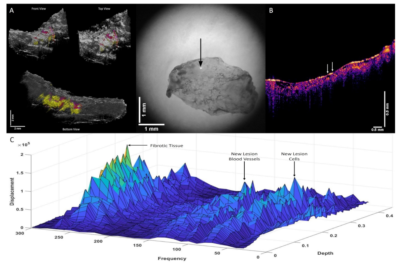Biomolecules 12 01332 g004 Biomolecules 12 01332 g004