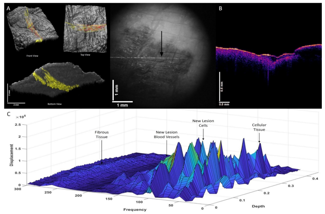 Biomolecules 12 01332 g007 Biomolecules 12 01332 g007