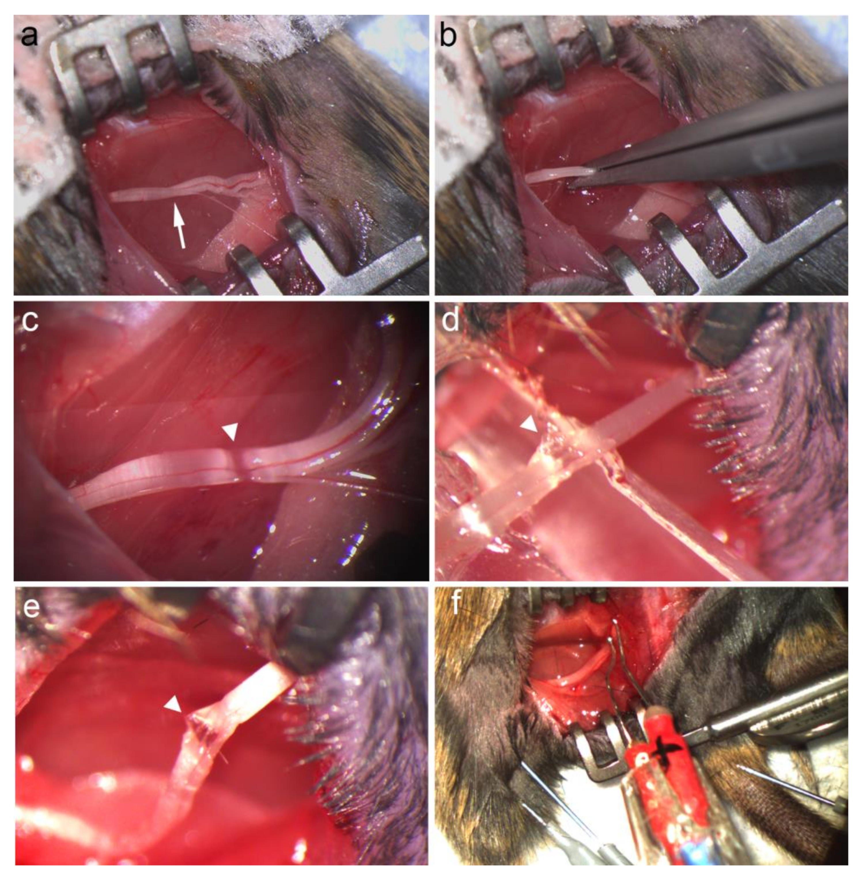 Biomolecules 12 01355 g001