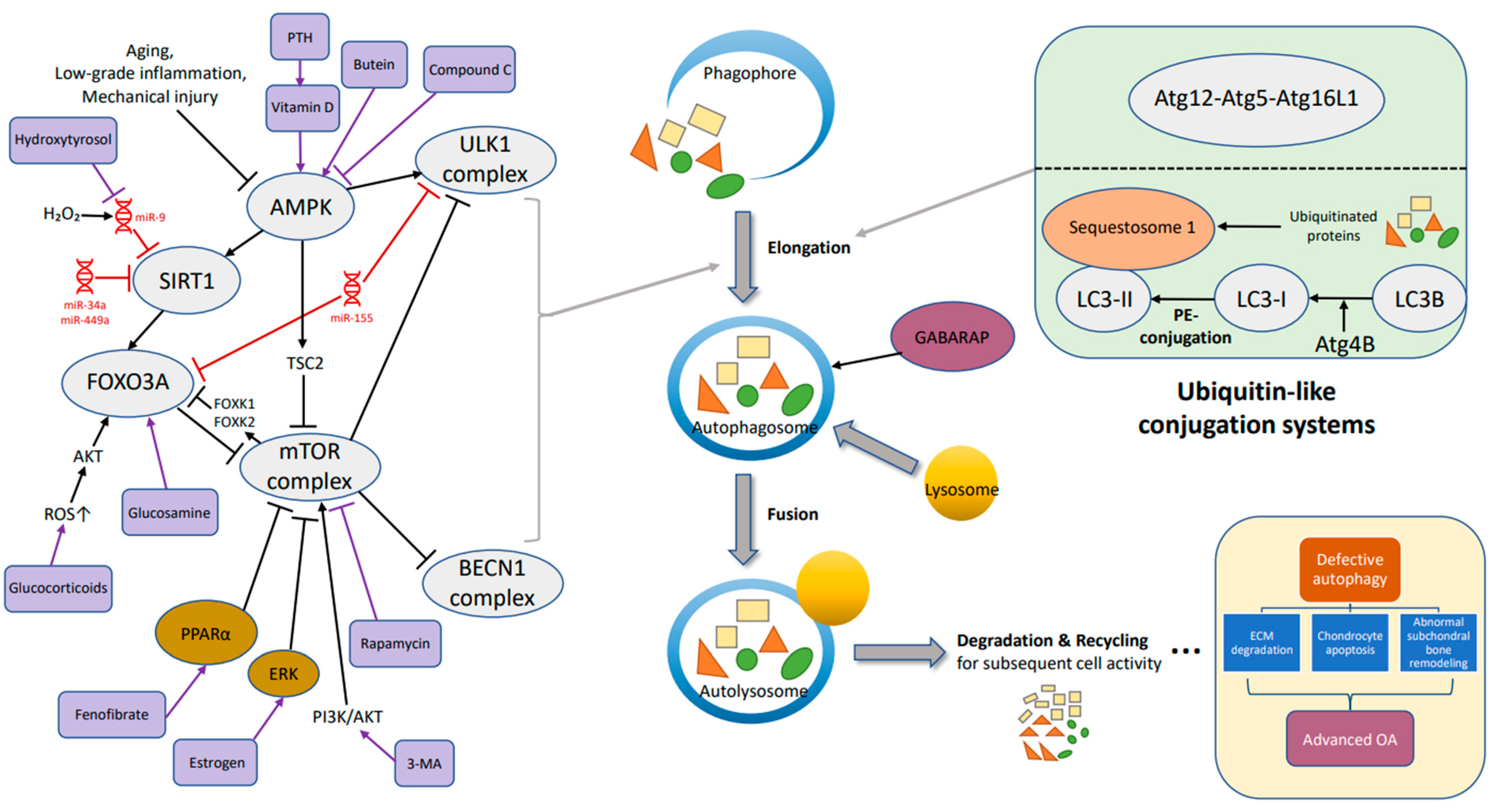 Biomolecules 12 01357 g001 Biomolecules 12 01357 g001