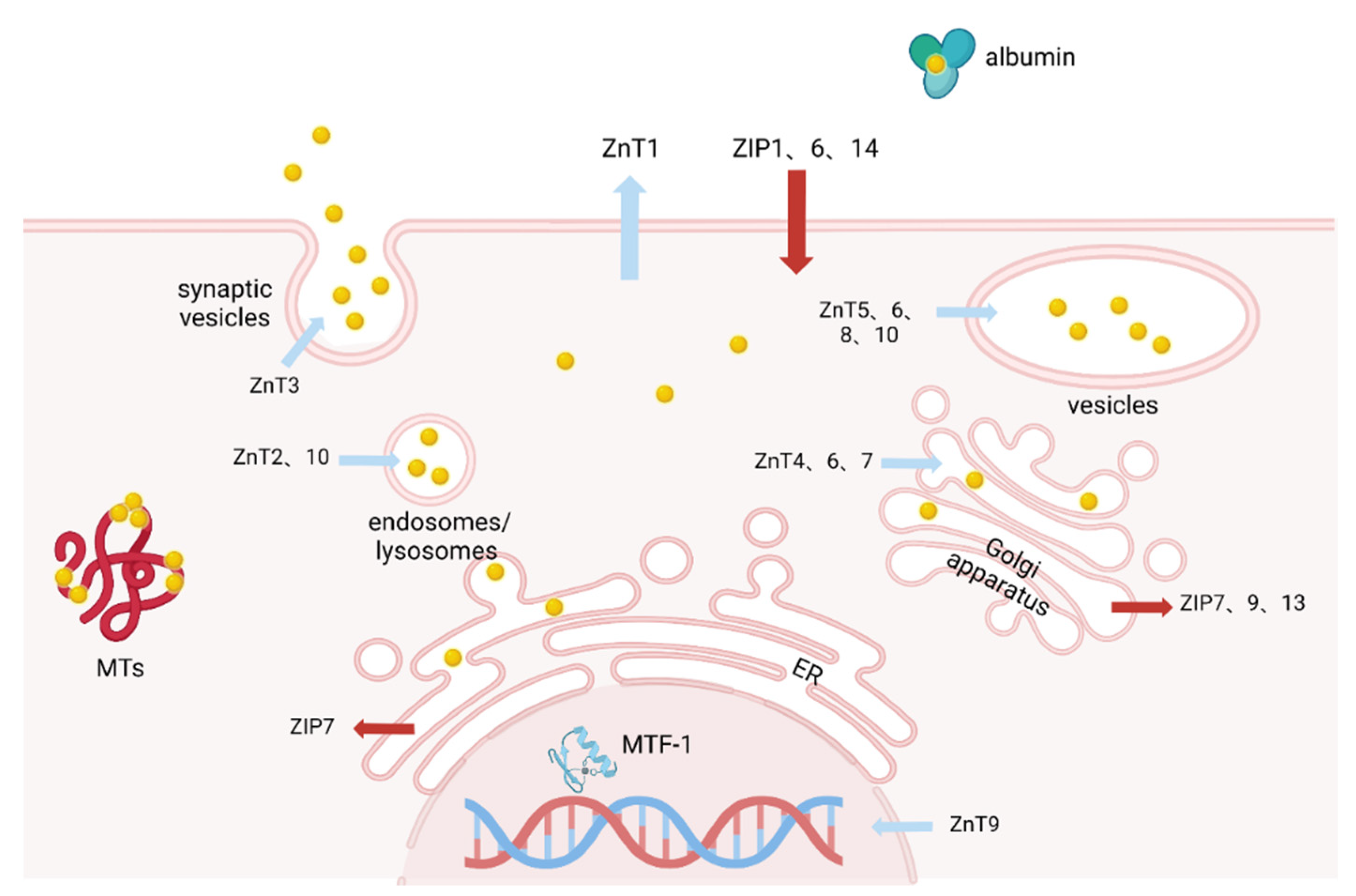 Biomolecules Free Full-Text Investigating the Role of Zinc in Atherosclerosis A Review image