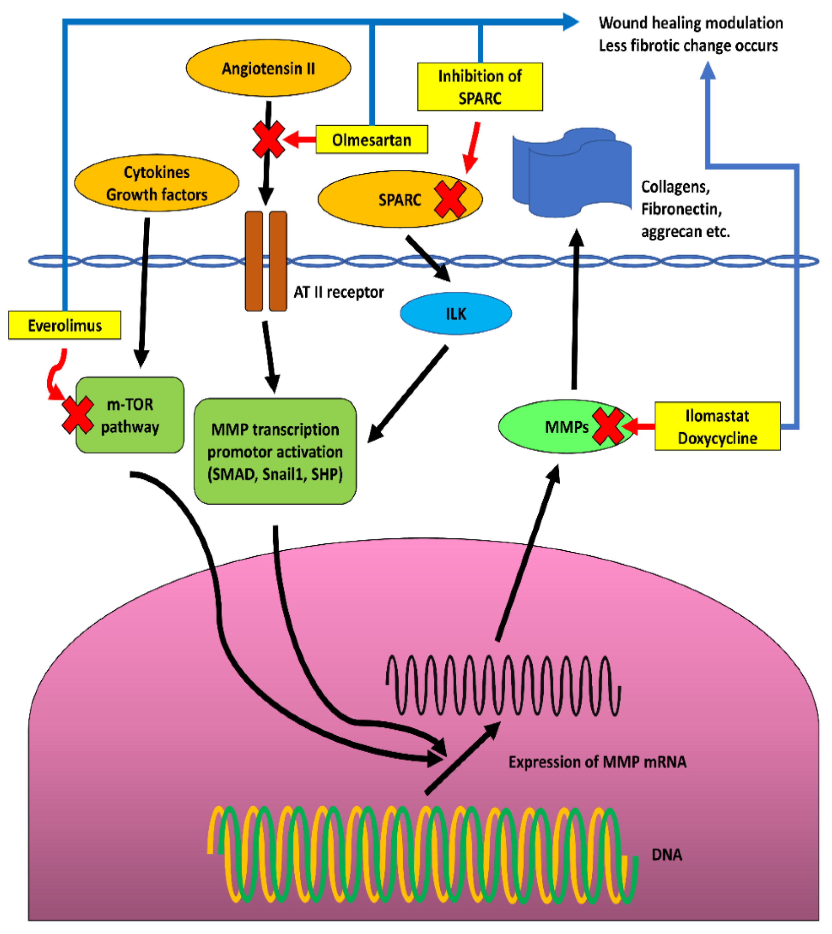 Biomolecules 12 01368 g005 Biomolecules 12 01368 g005
