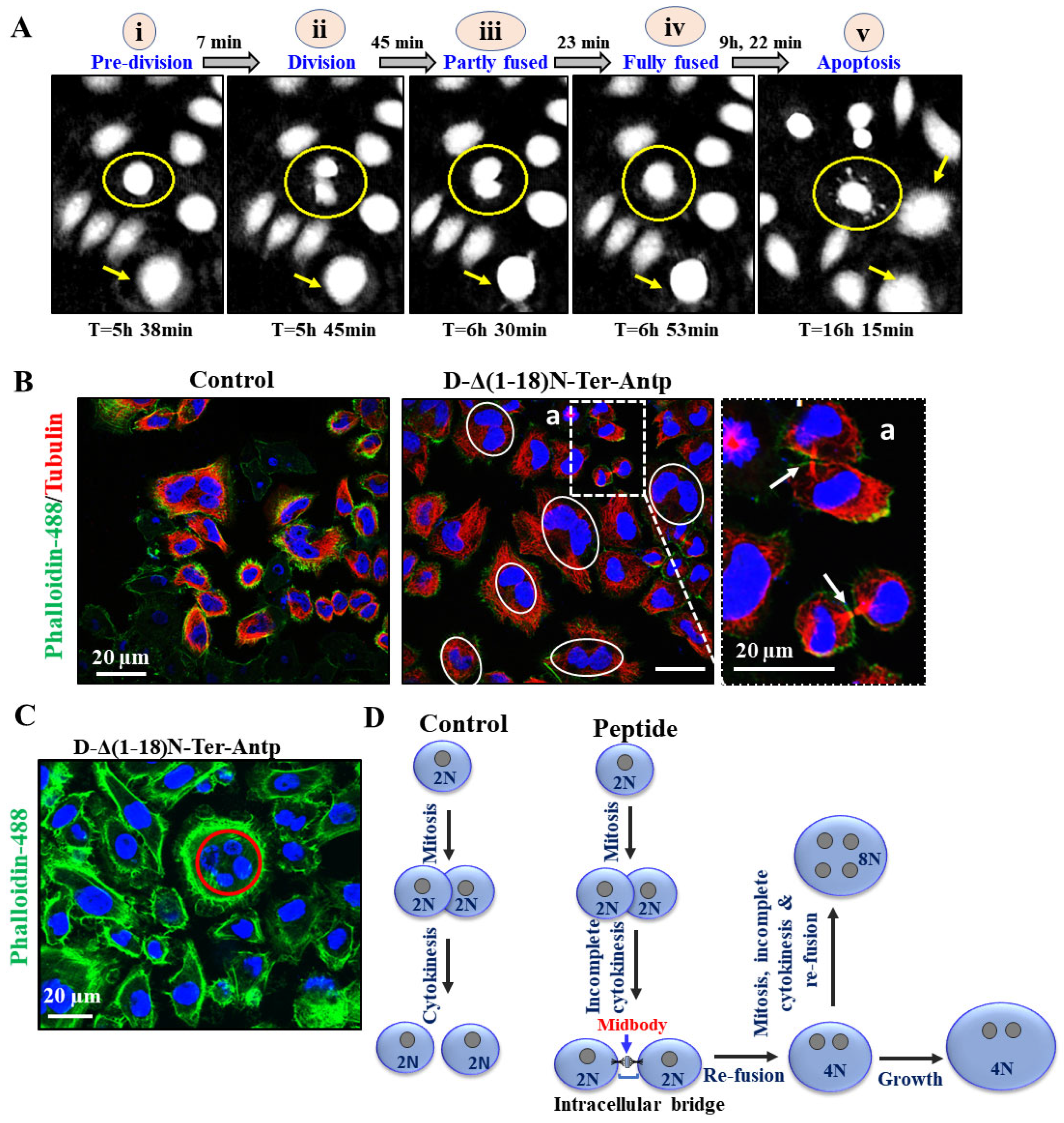 Biomolecules 12 01387 g008 Biomolecules 12 01387 g008