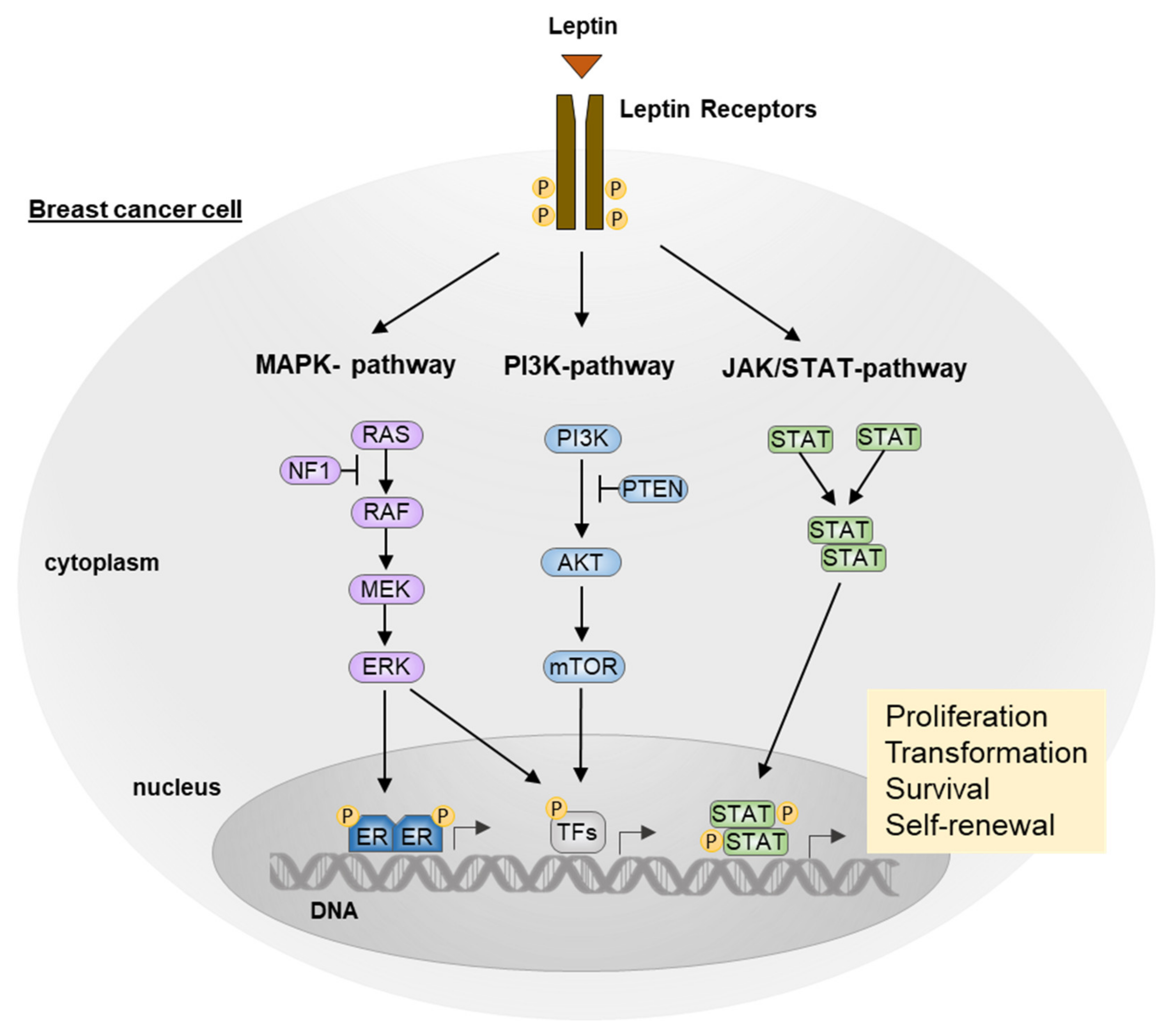 Biomolecules 12 01394 g002 Biomolecules 12 01394 g002