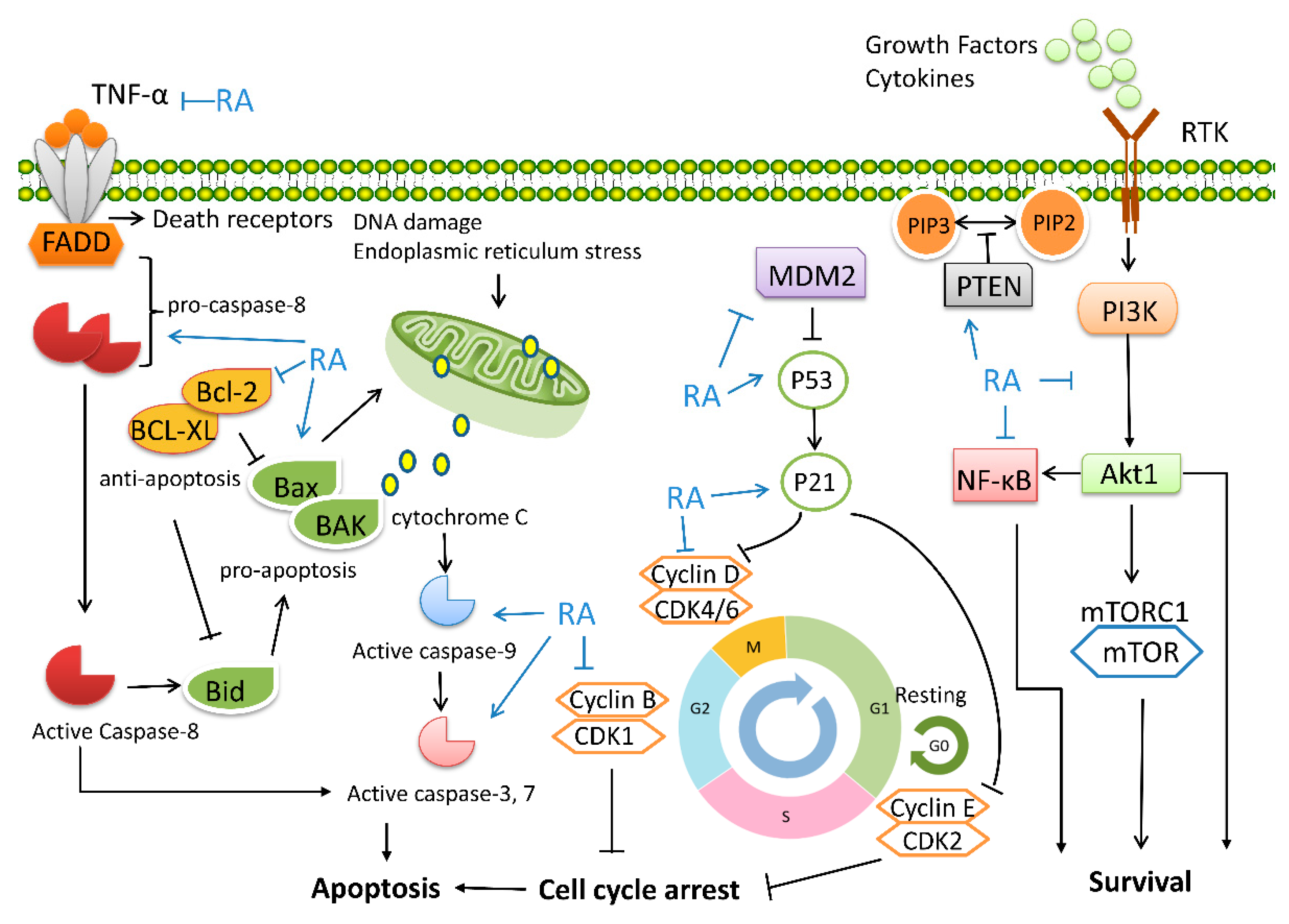 Biomolecules 12 01410 g003 Biomolecules 12 01410 g003
