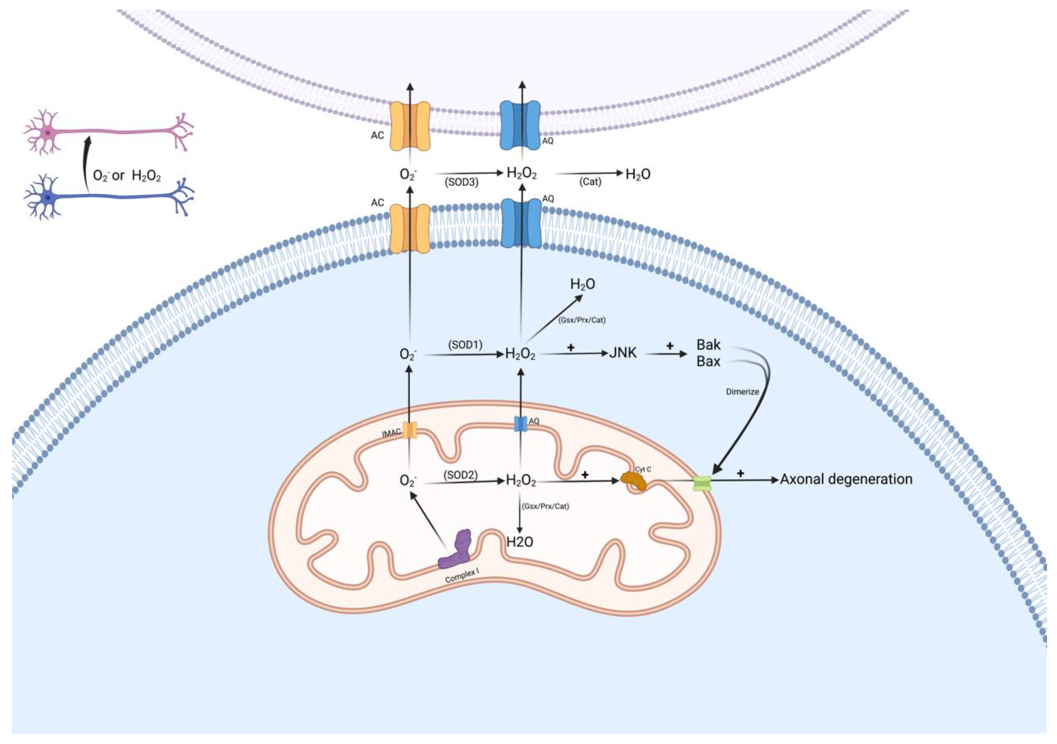 Biomolecules 12 01411 g001