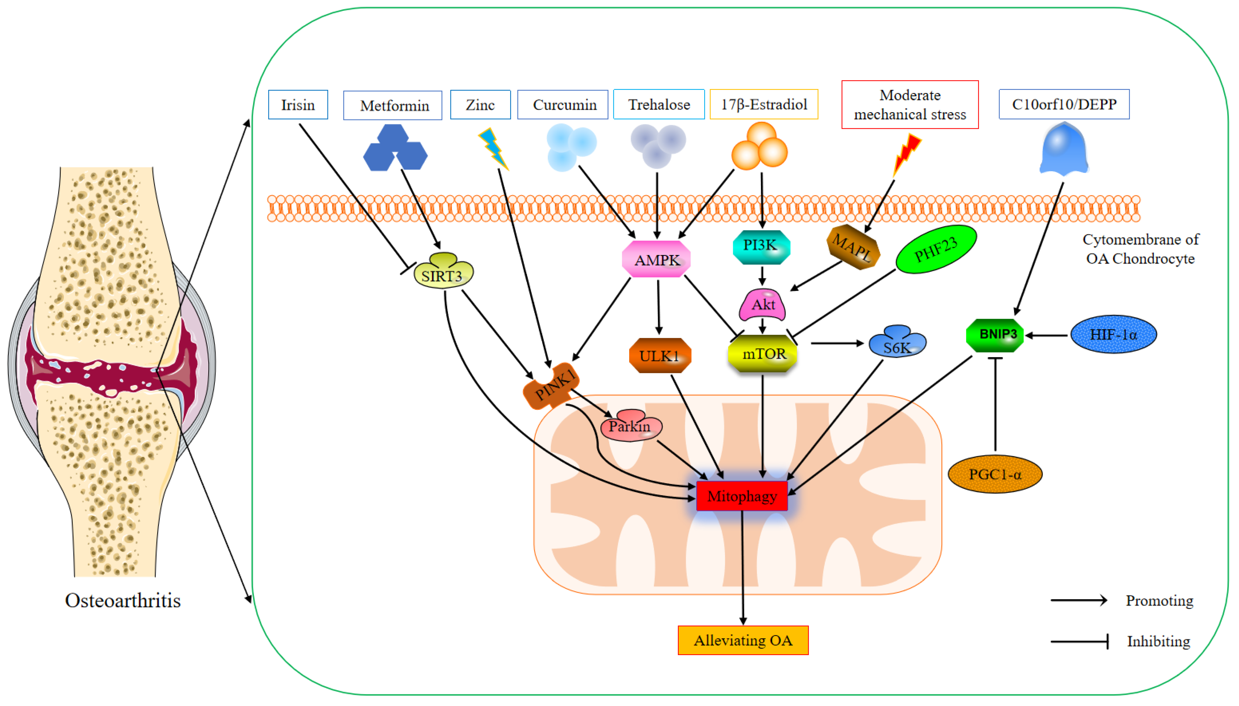 Biomolecules 12 01420 g001