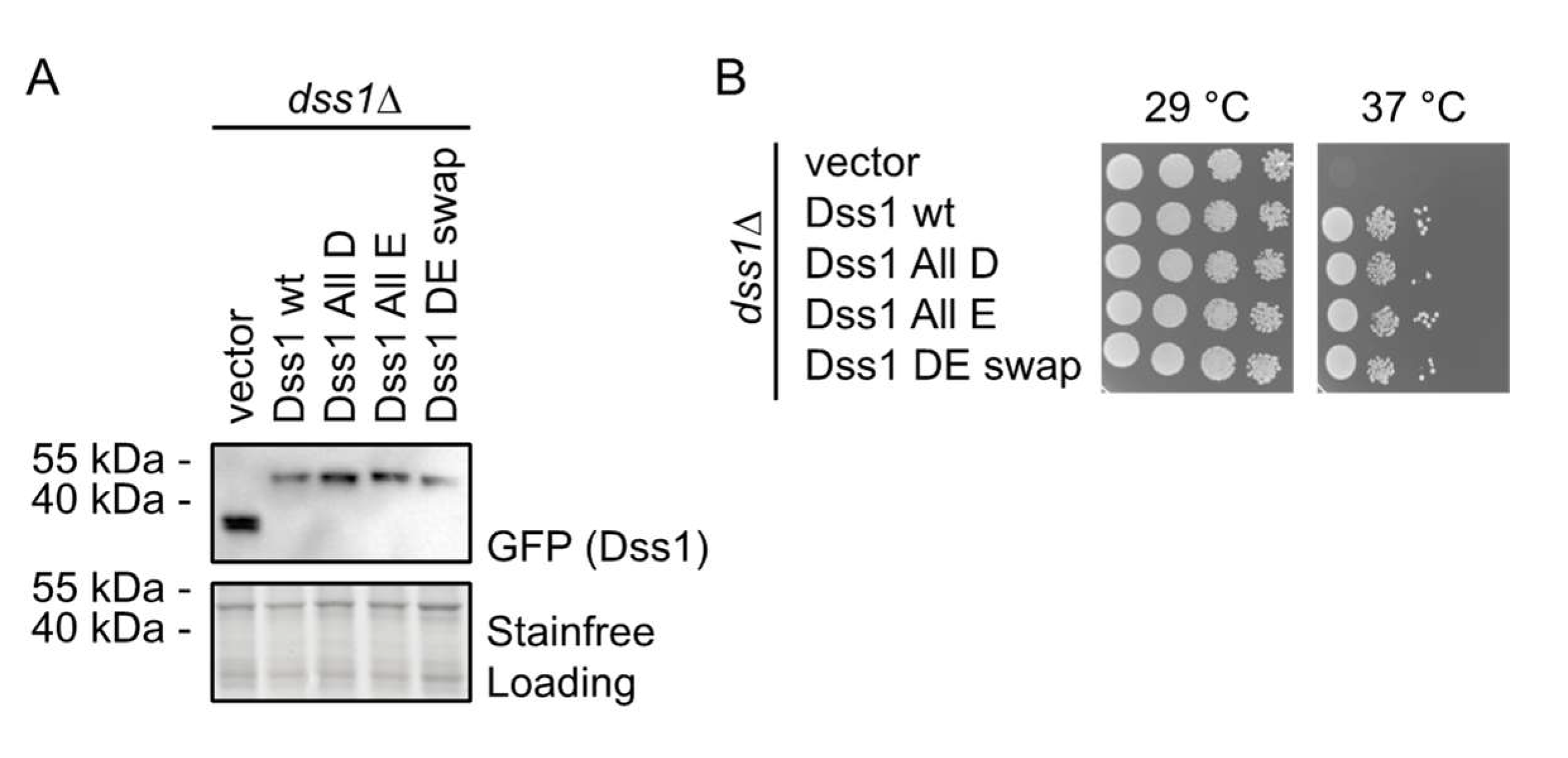 Biomolecules 12 01426 g003 Biomolecules 12 01426 g003