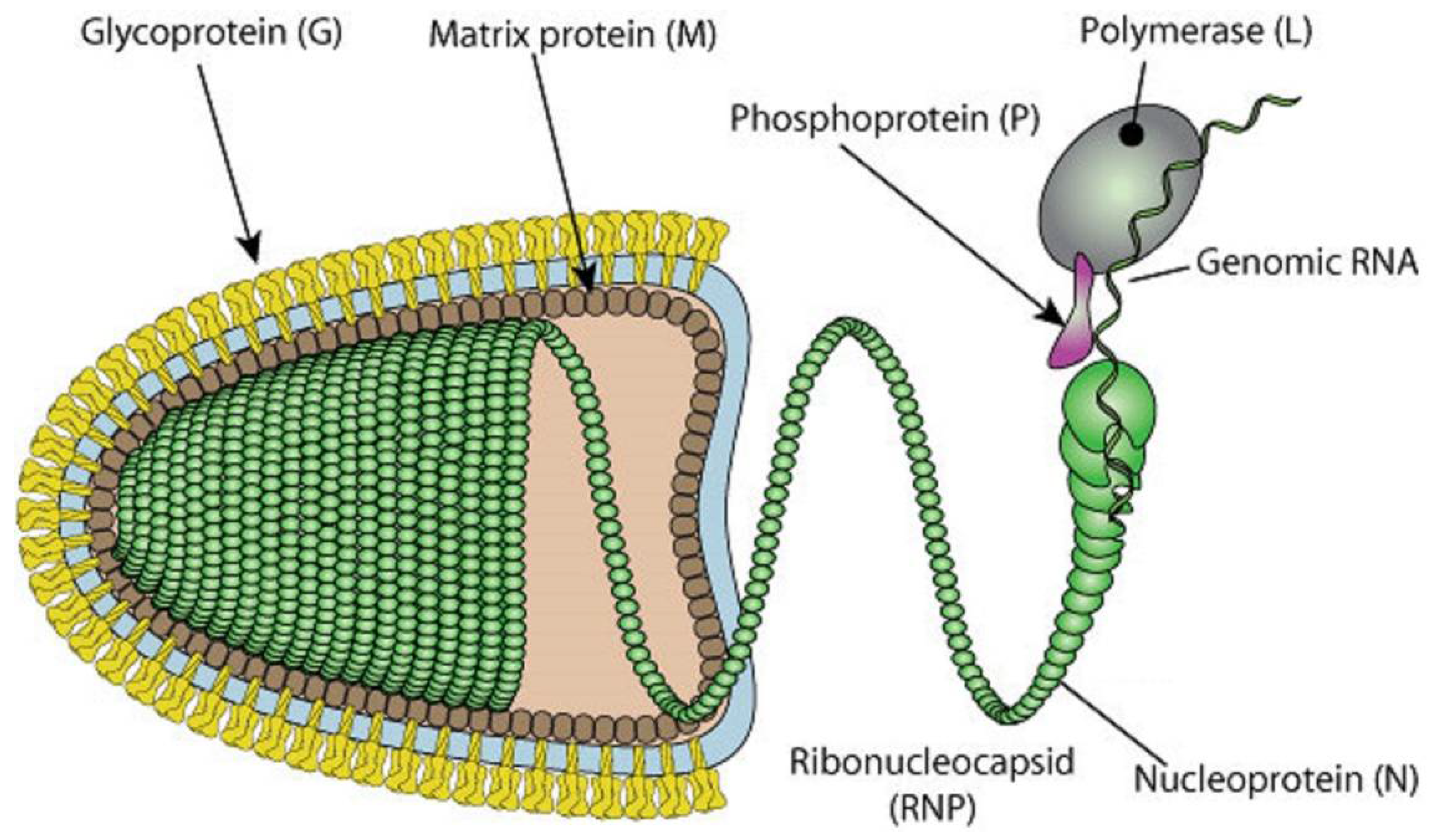 Biomolecules 12 01436 g001 Biomolecules 12 01436 g001