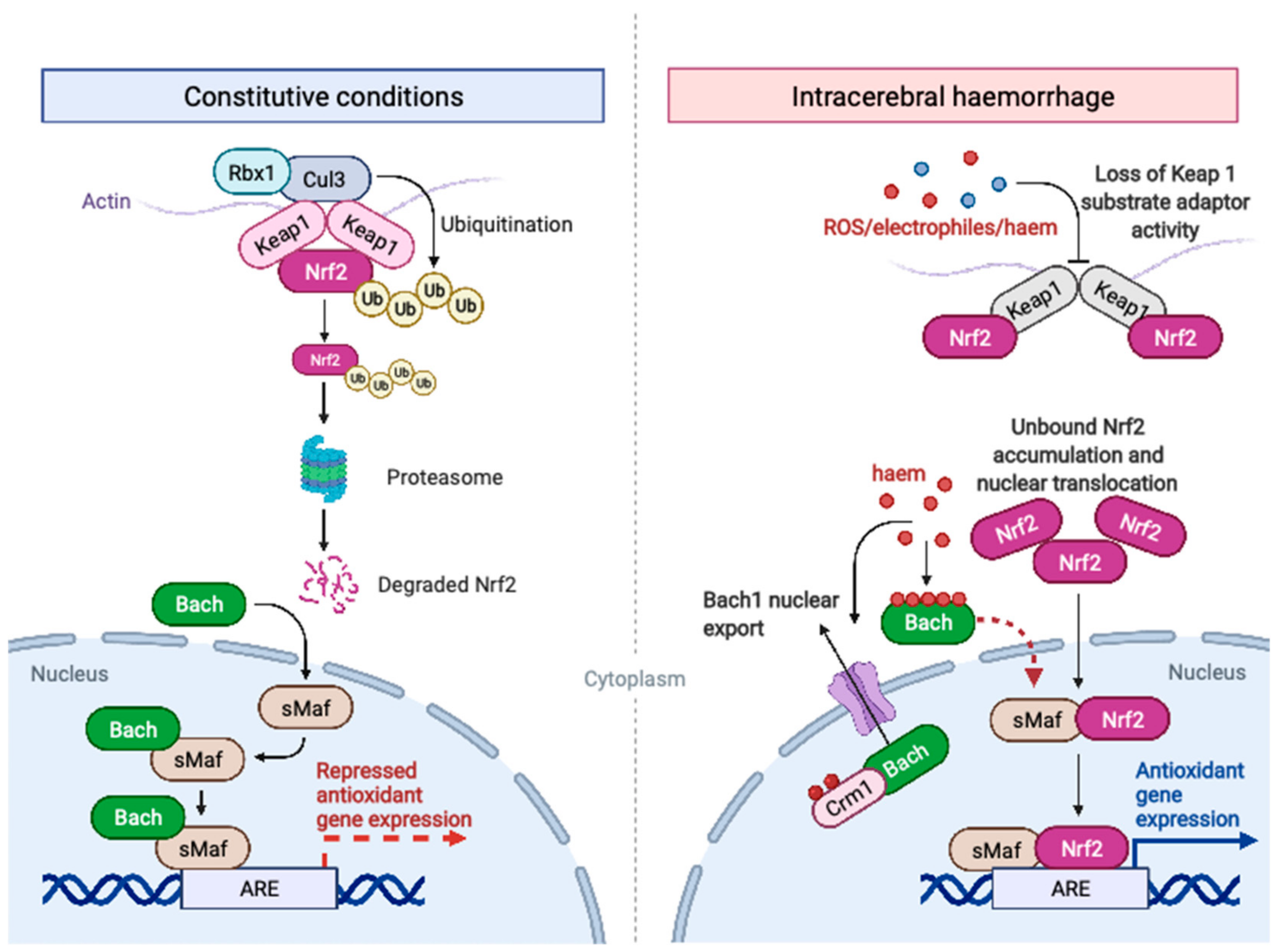 Biomolecules 12 01438 g003 Biomolecules 12 01438 g003