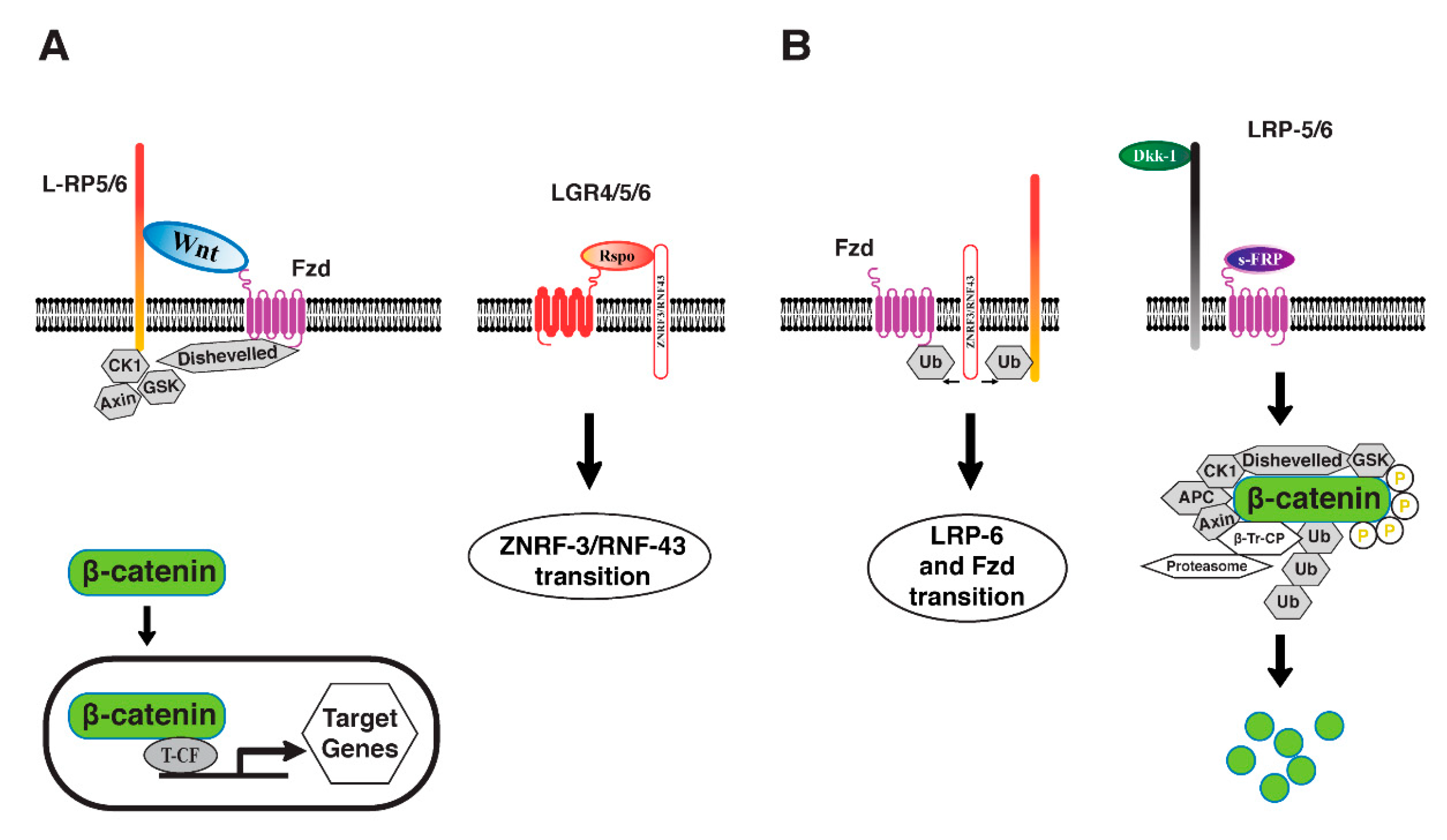 Biomolecules 12 01452 g003 Biomolecules 12 01452 g003