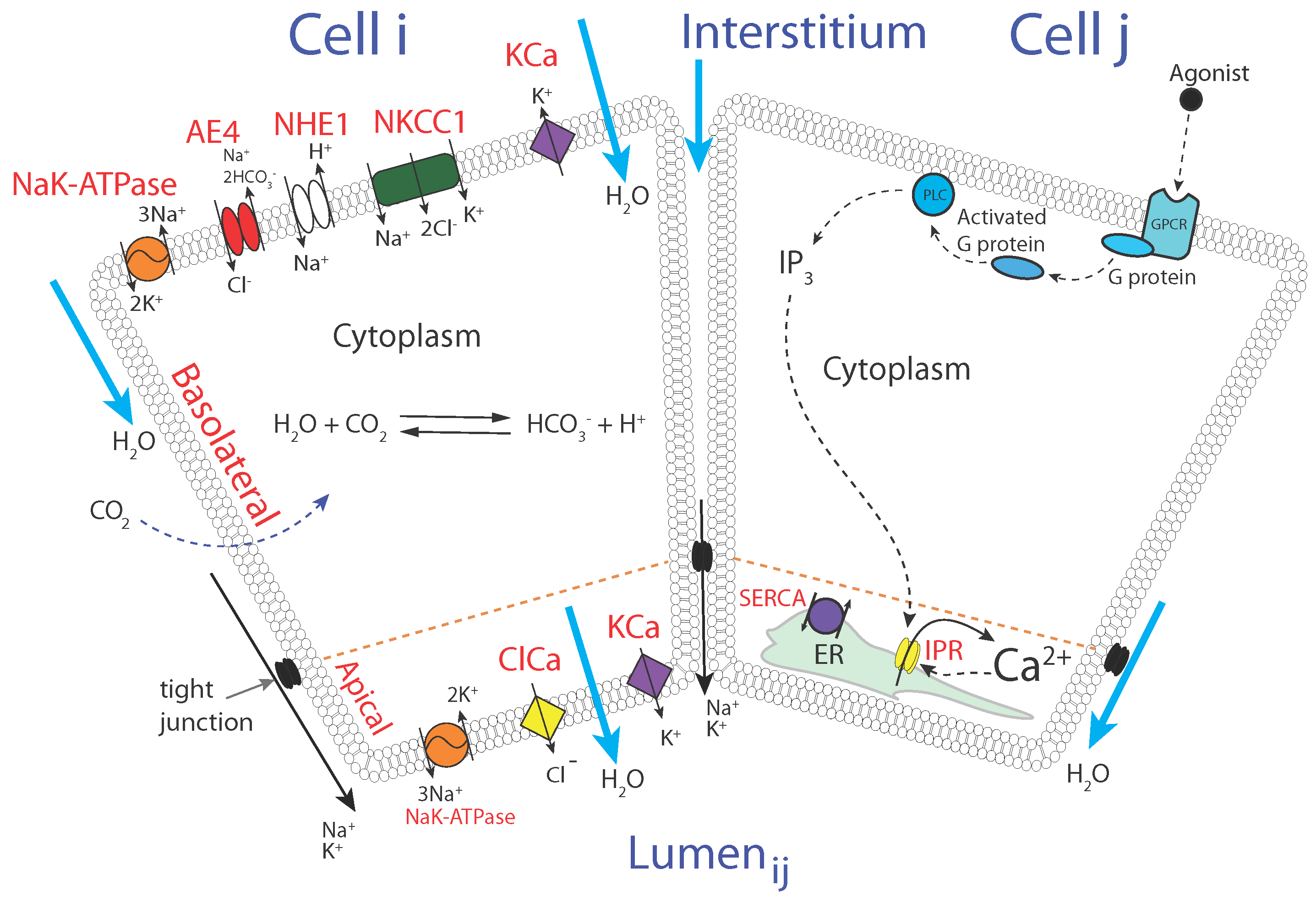 Biomolecules 12 01455 g001