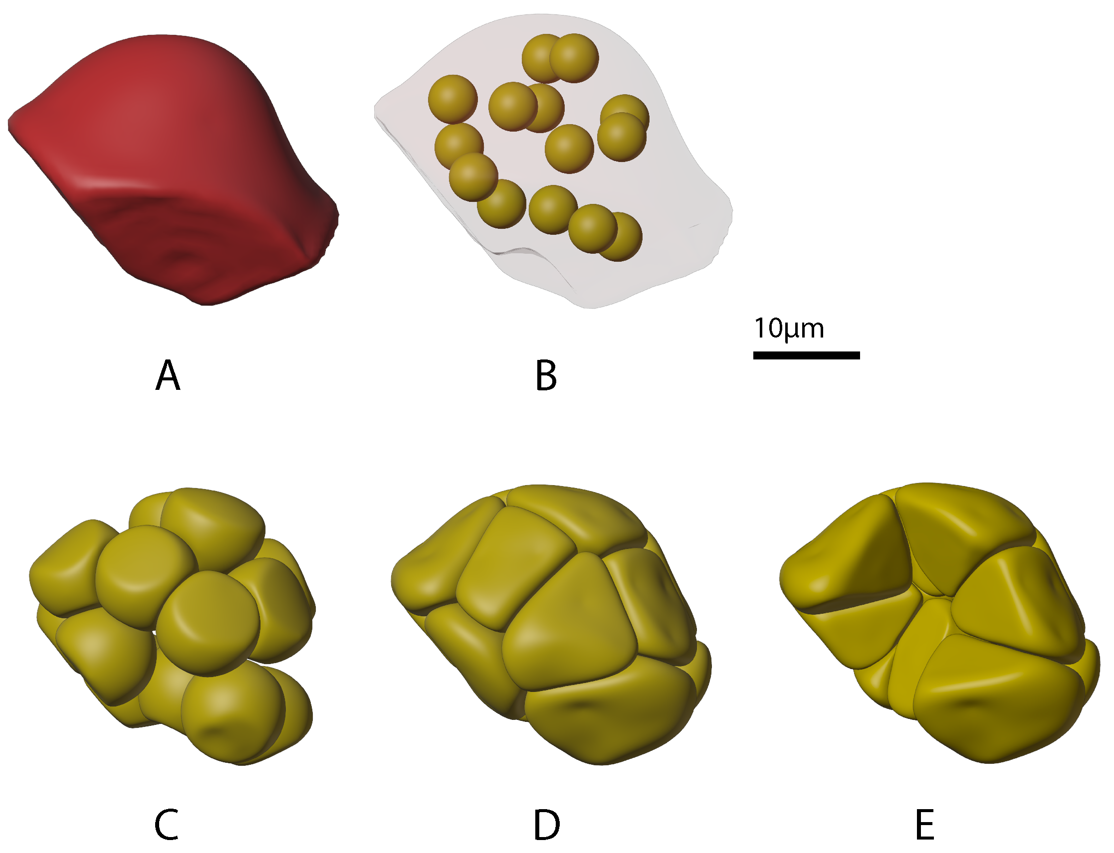 Biomolecules 12 01455 g005