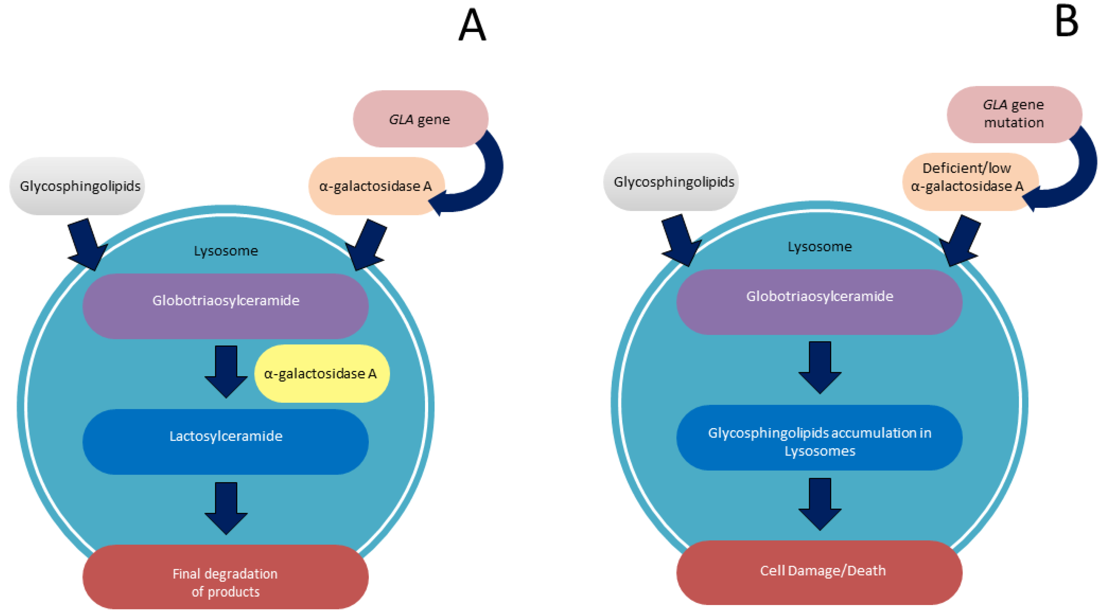 Biomolecules Free Full-Text An Overview of Molecular Mechanisms in Fabry Disease photo