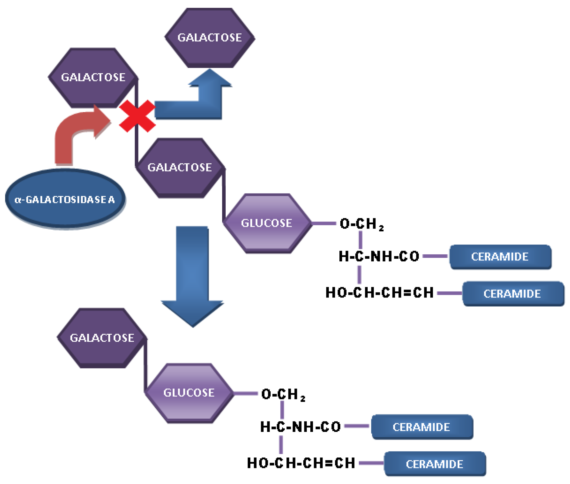 Biomolecules 12 01460 g002 Biomolecules 12 01460 g002