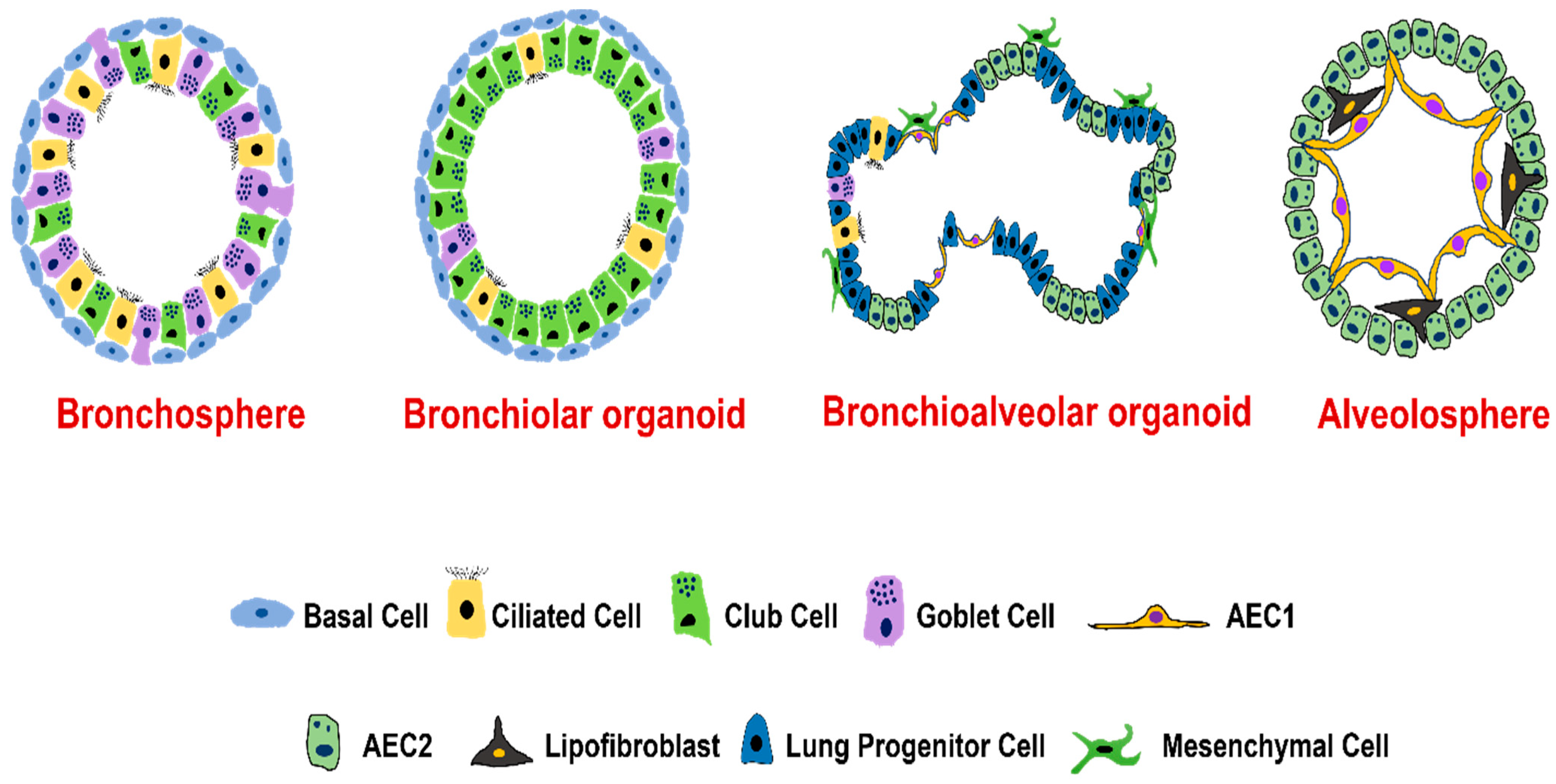 Lung Organoids in Smoking Research: Current Advances and