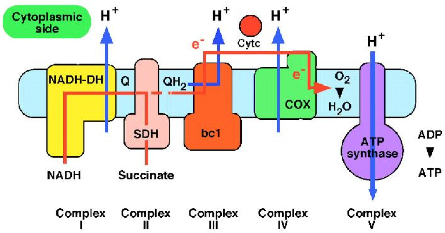 Biomolecules 12 01473 g002