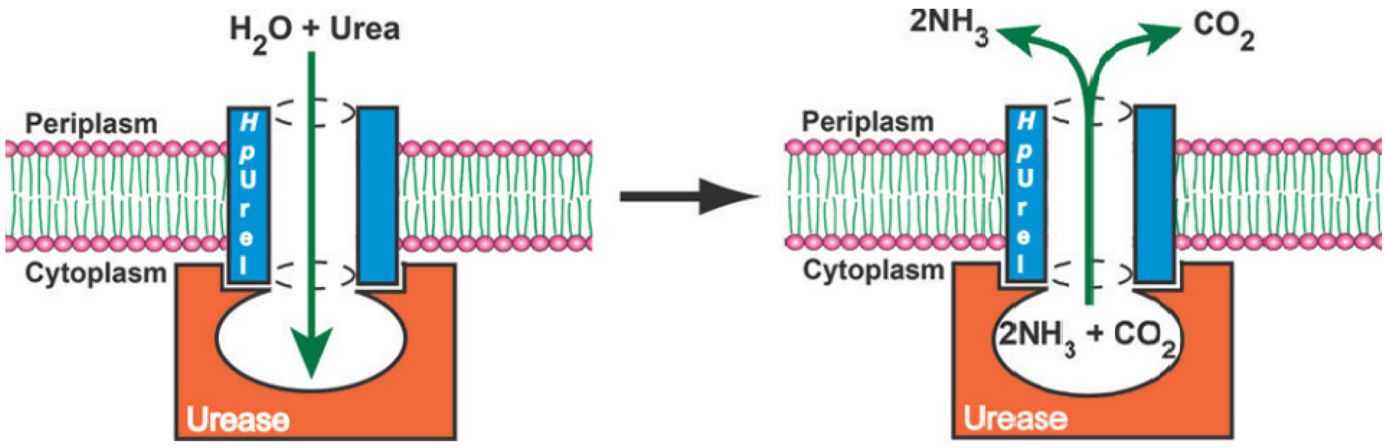 Biomolecules 12 01473 g006