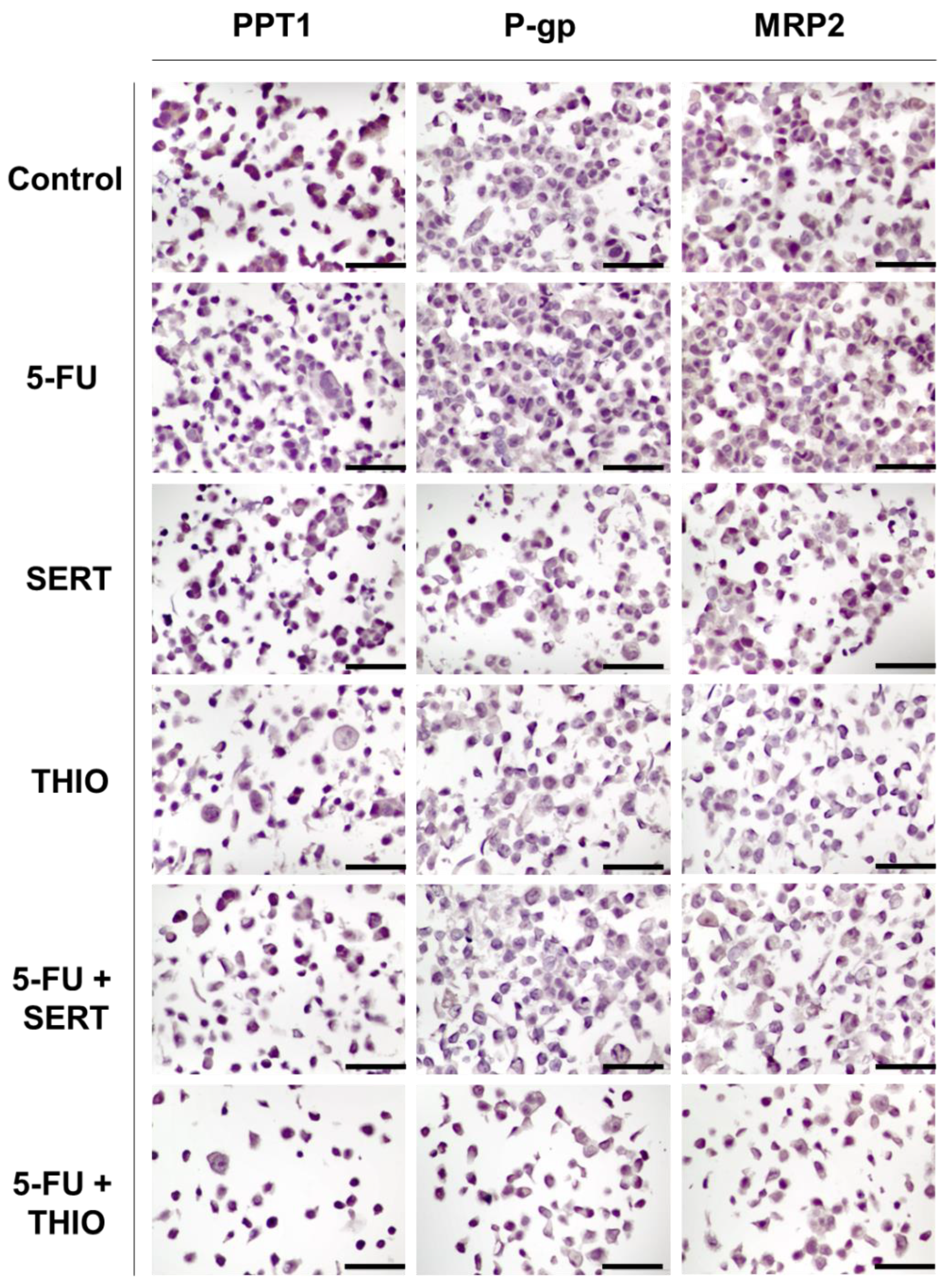 Biomolecules 12 01490 g014 Biomolecules 12 01490 g014