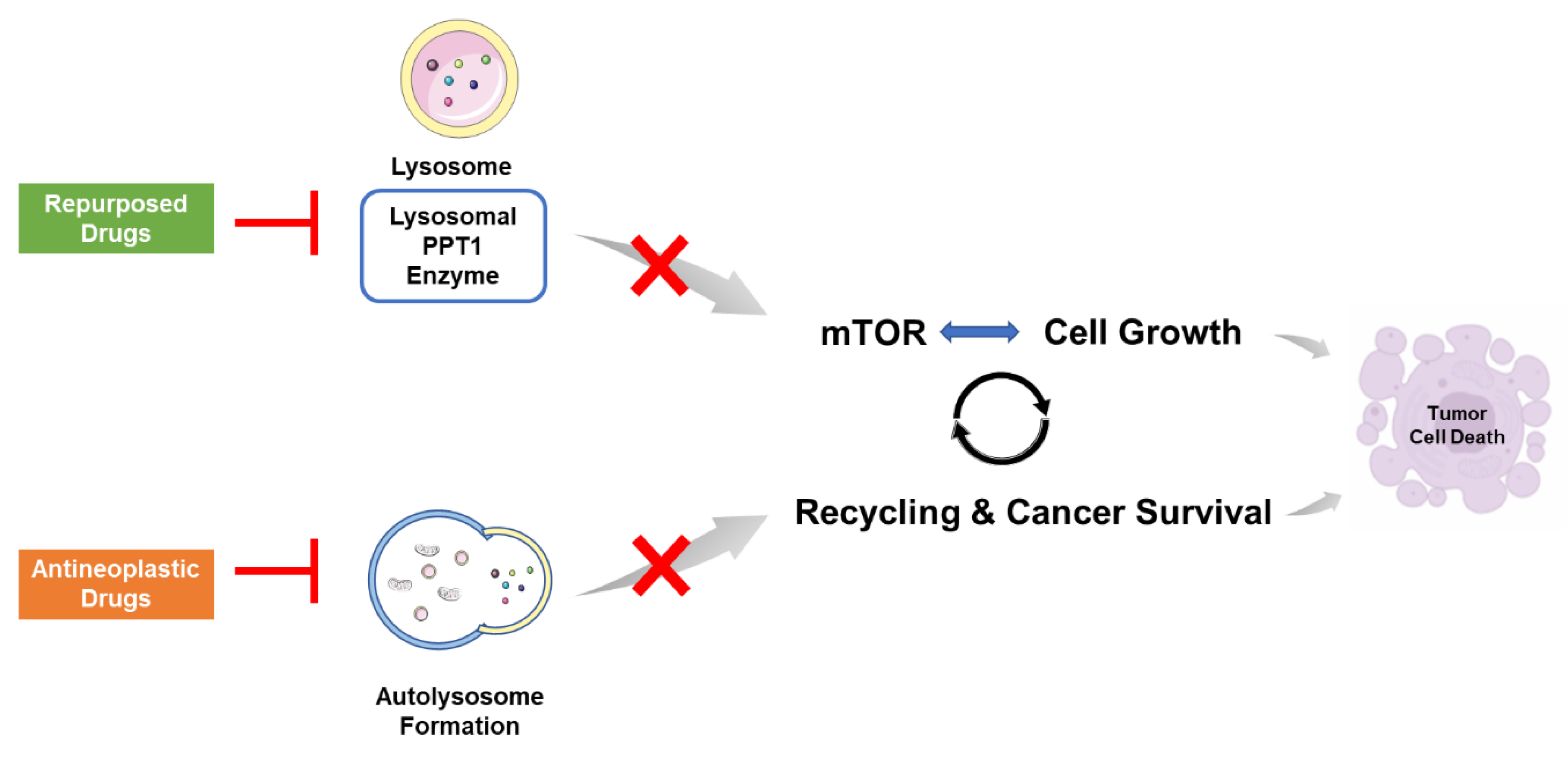 Biomolecules 12 01490 g016 Biomolecules 12 01490 g016