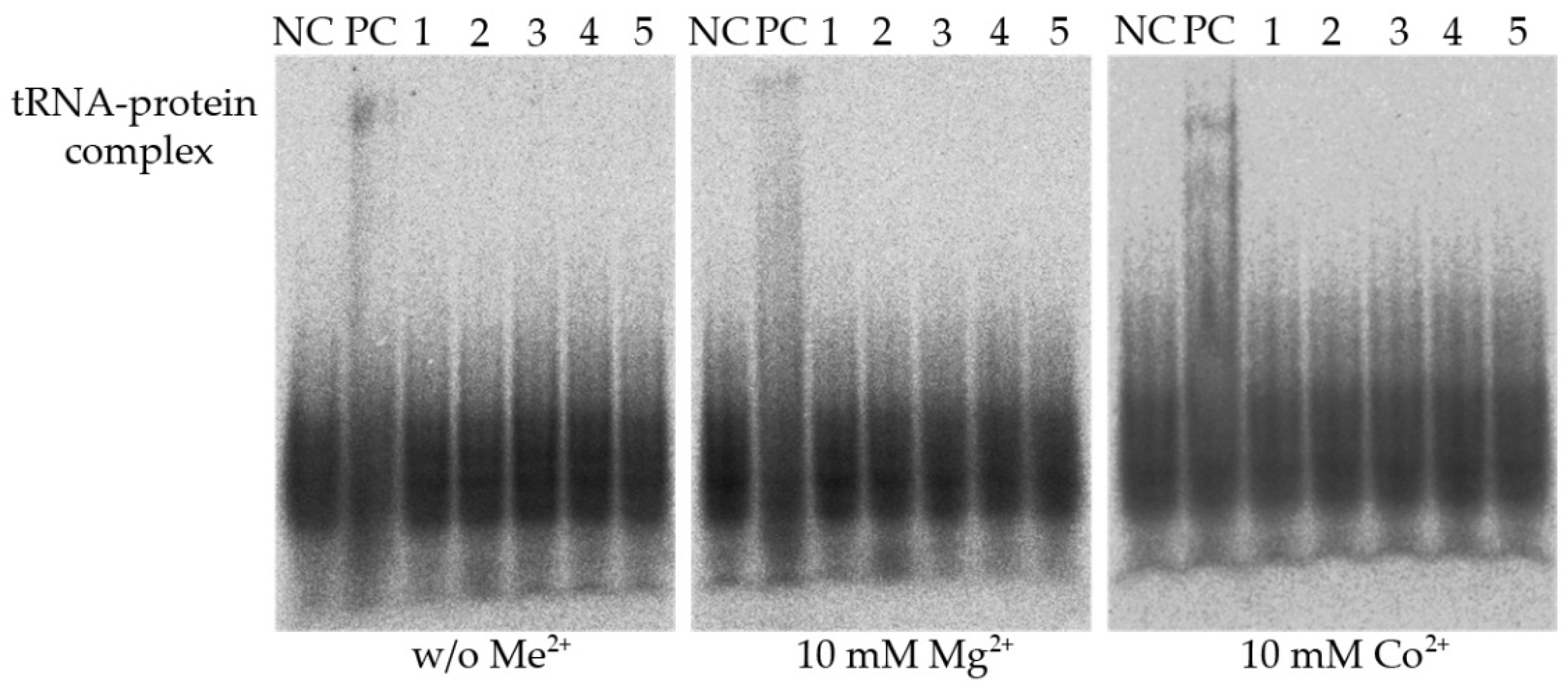 Biomolecules 12 01492 g001