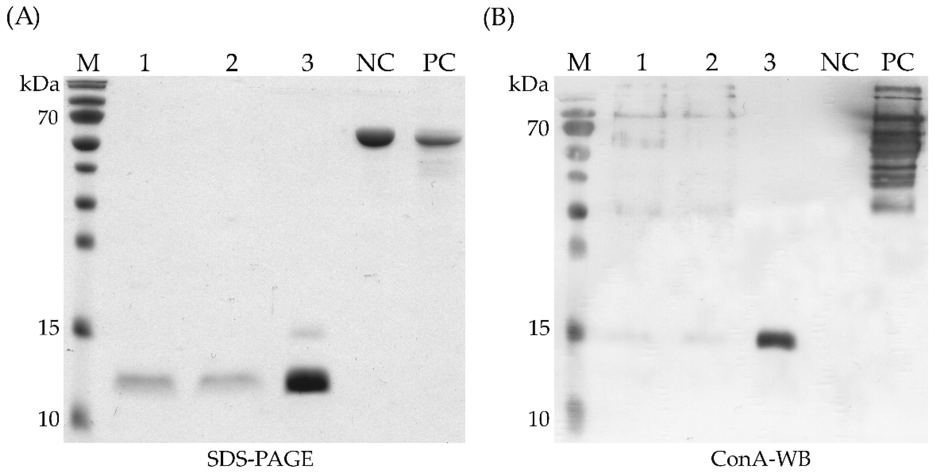 Biomolecules 12 01492 g004