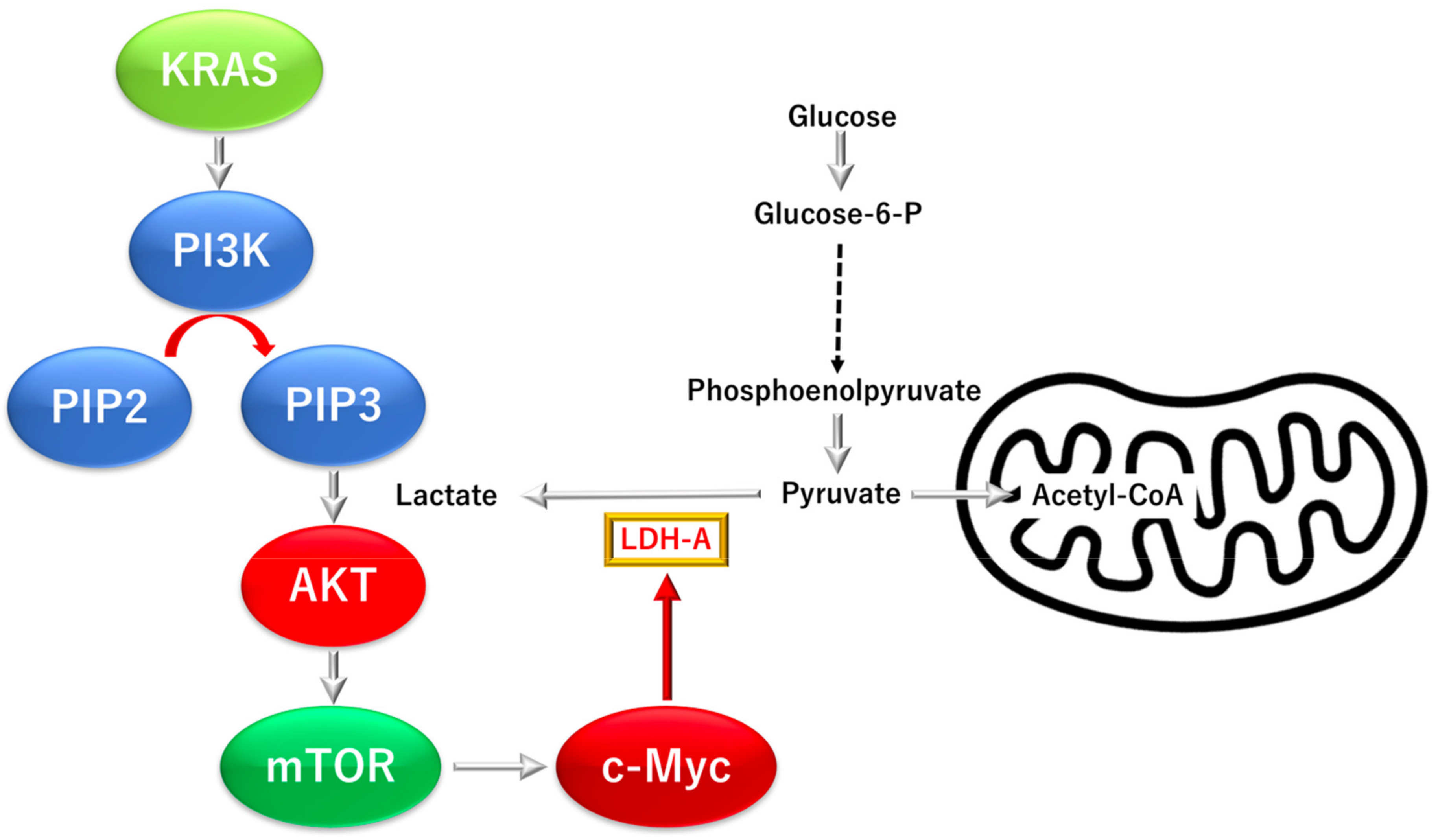 Biomolecules 12 01503 g004