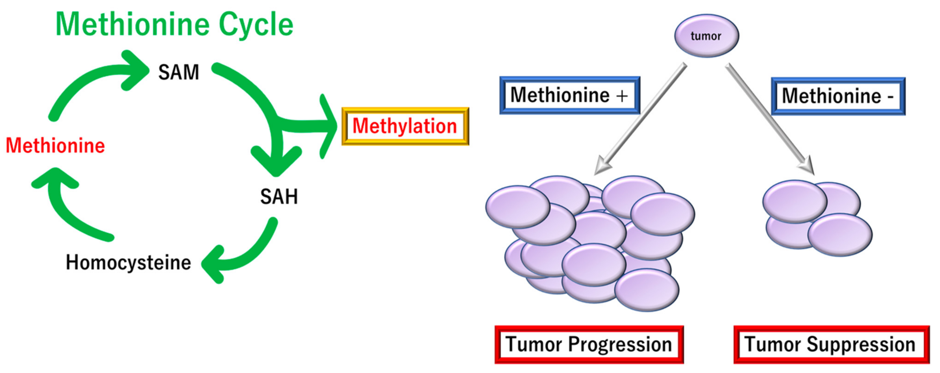Biomolecules 12 01503 g007