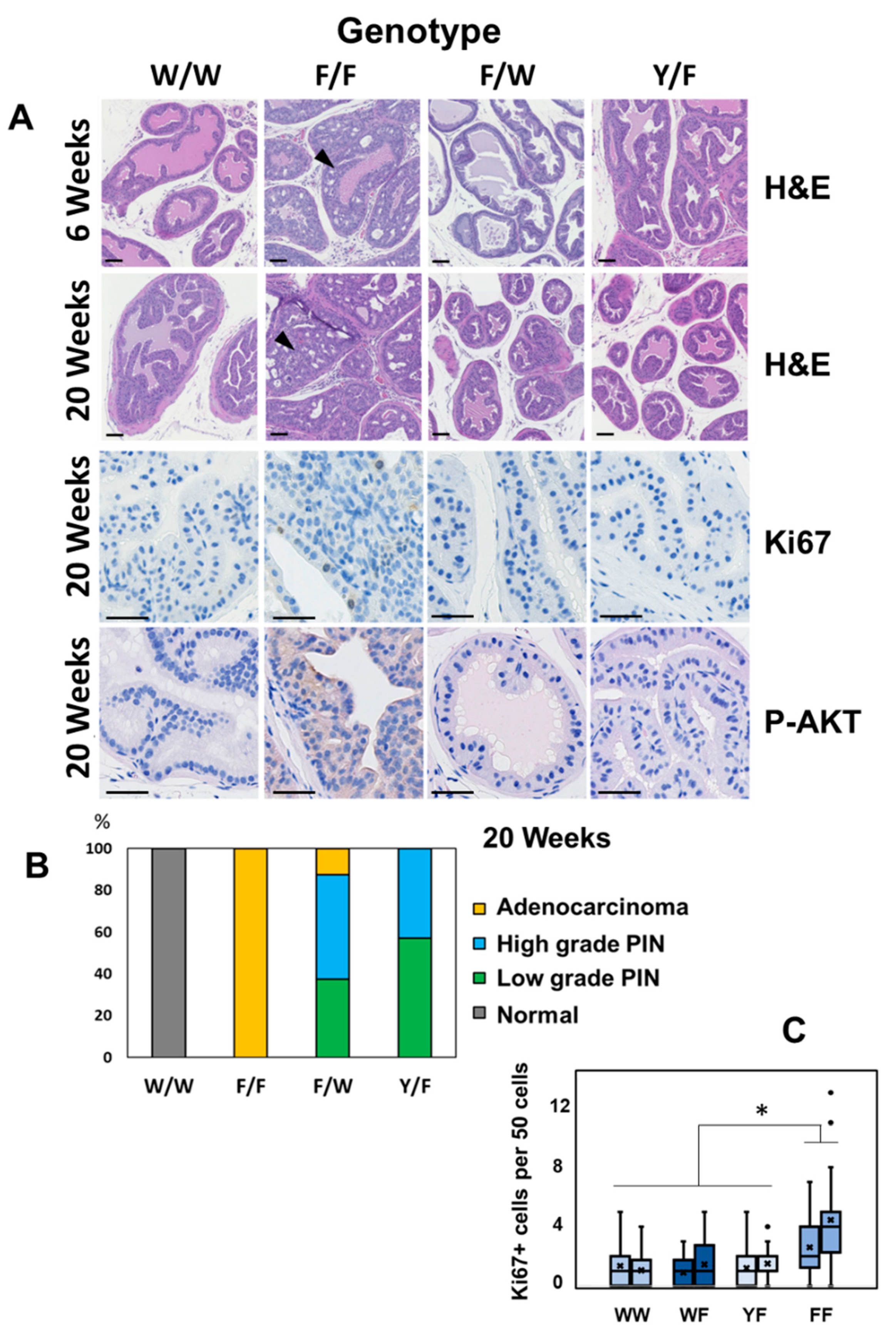 Biomolecules 12 01511 g002 Biomolecules 12 01511 g002