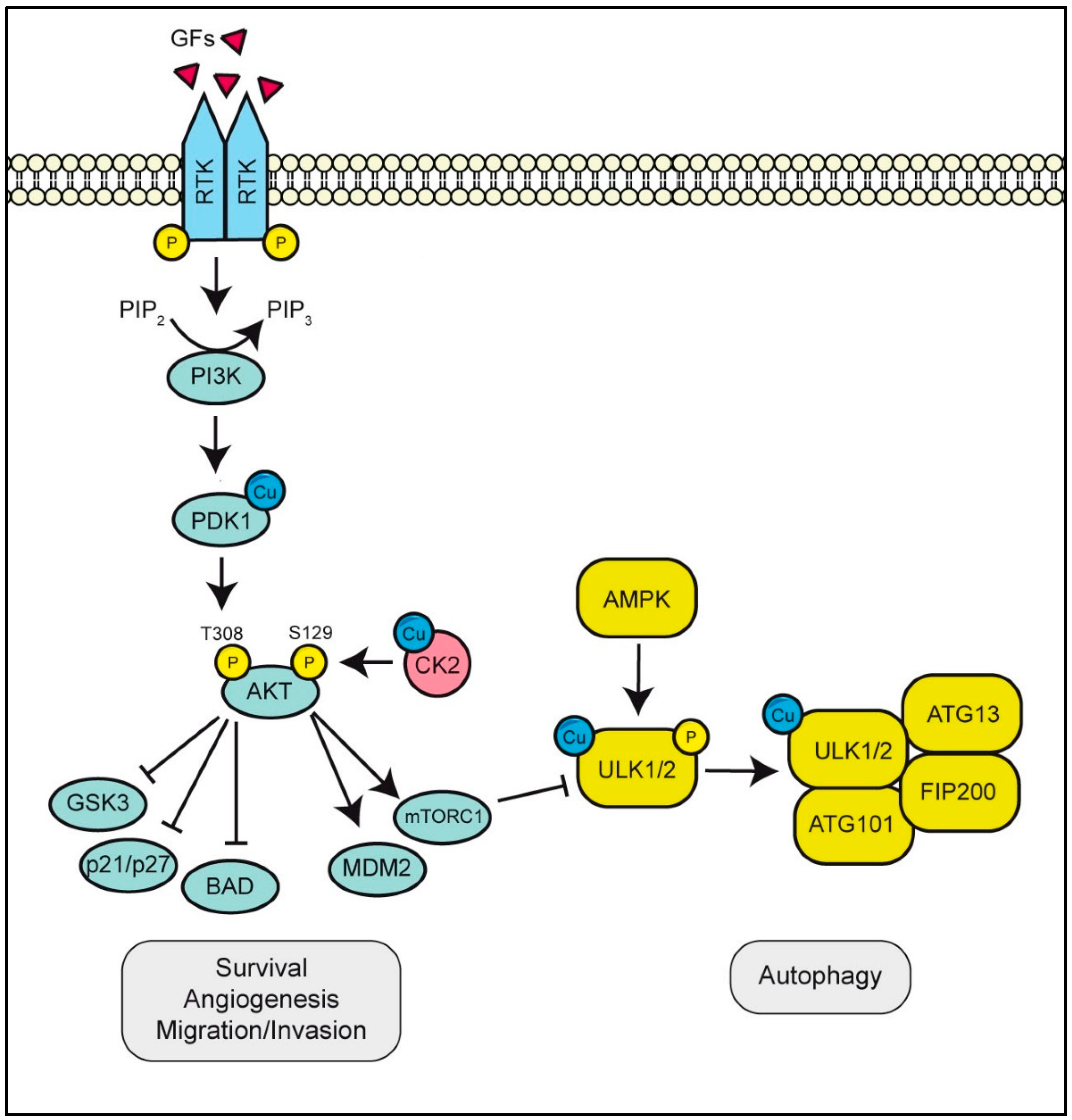 Biomolecules 12 01520 g003