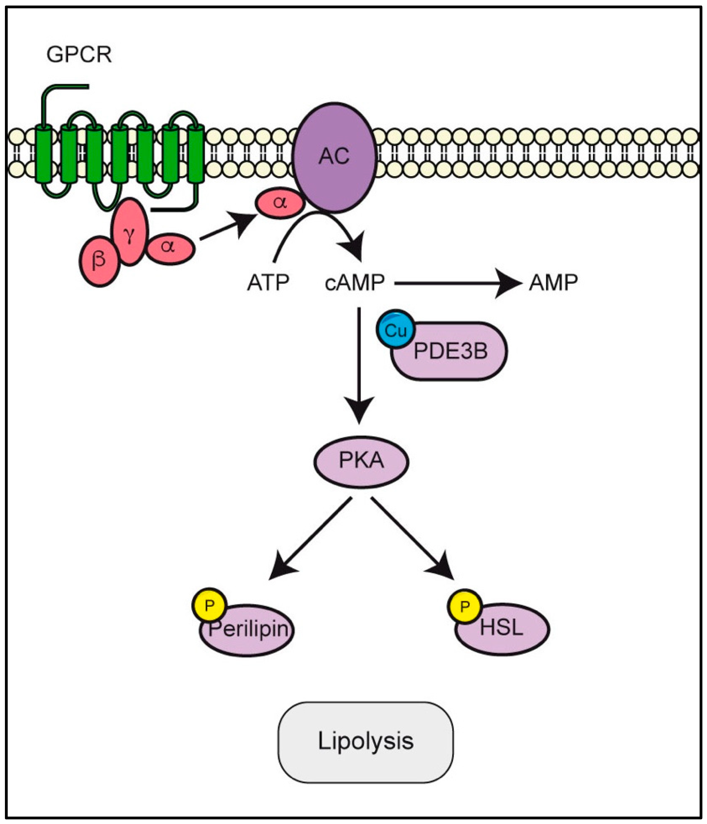 Biomolecules 12 01520 g004