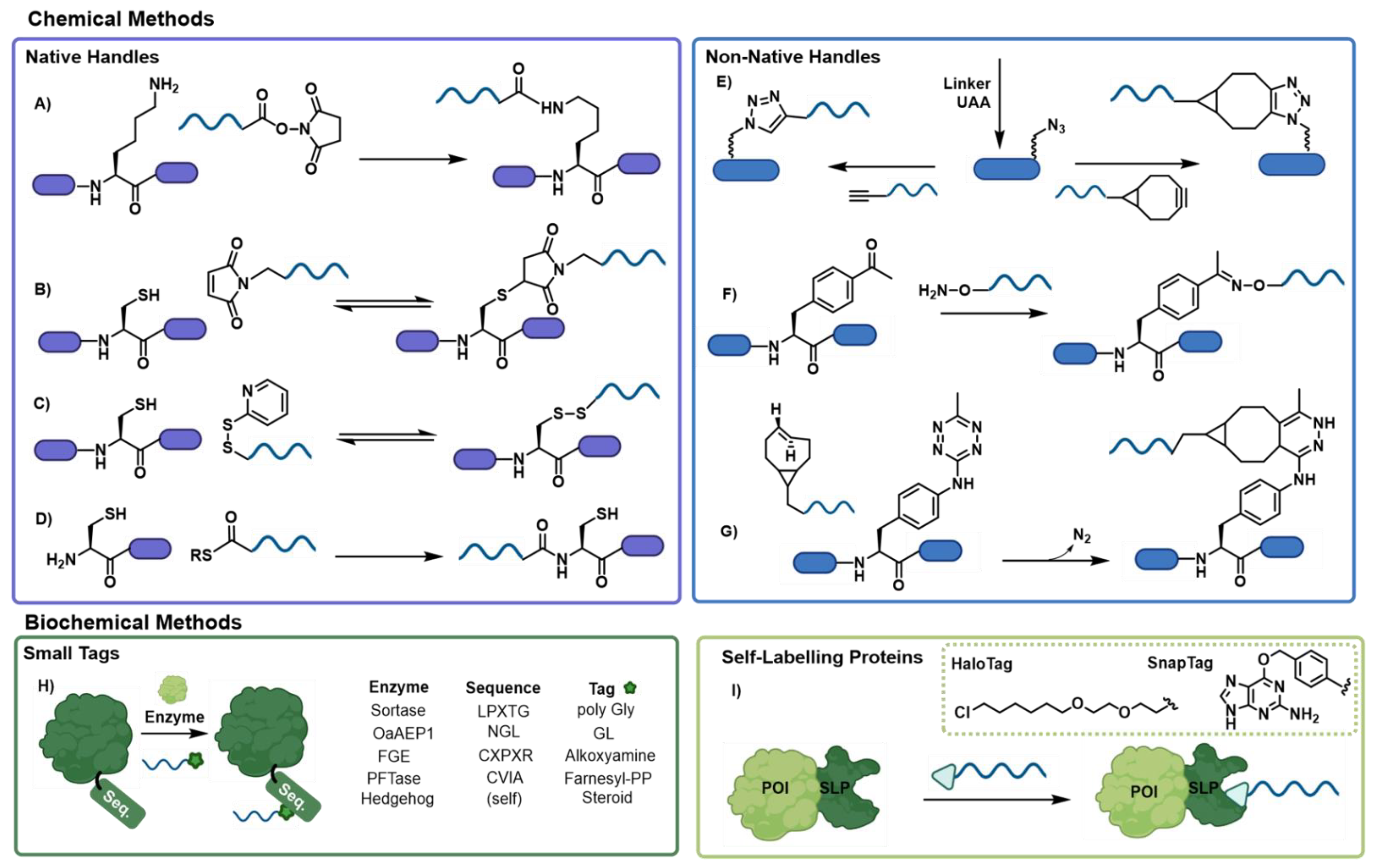 Biomolecules 12 01523 g002 Biomolecules 12 01523 g002