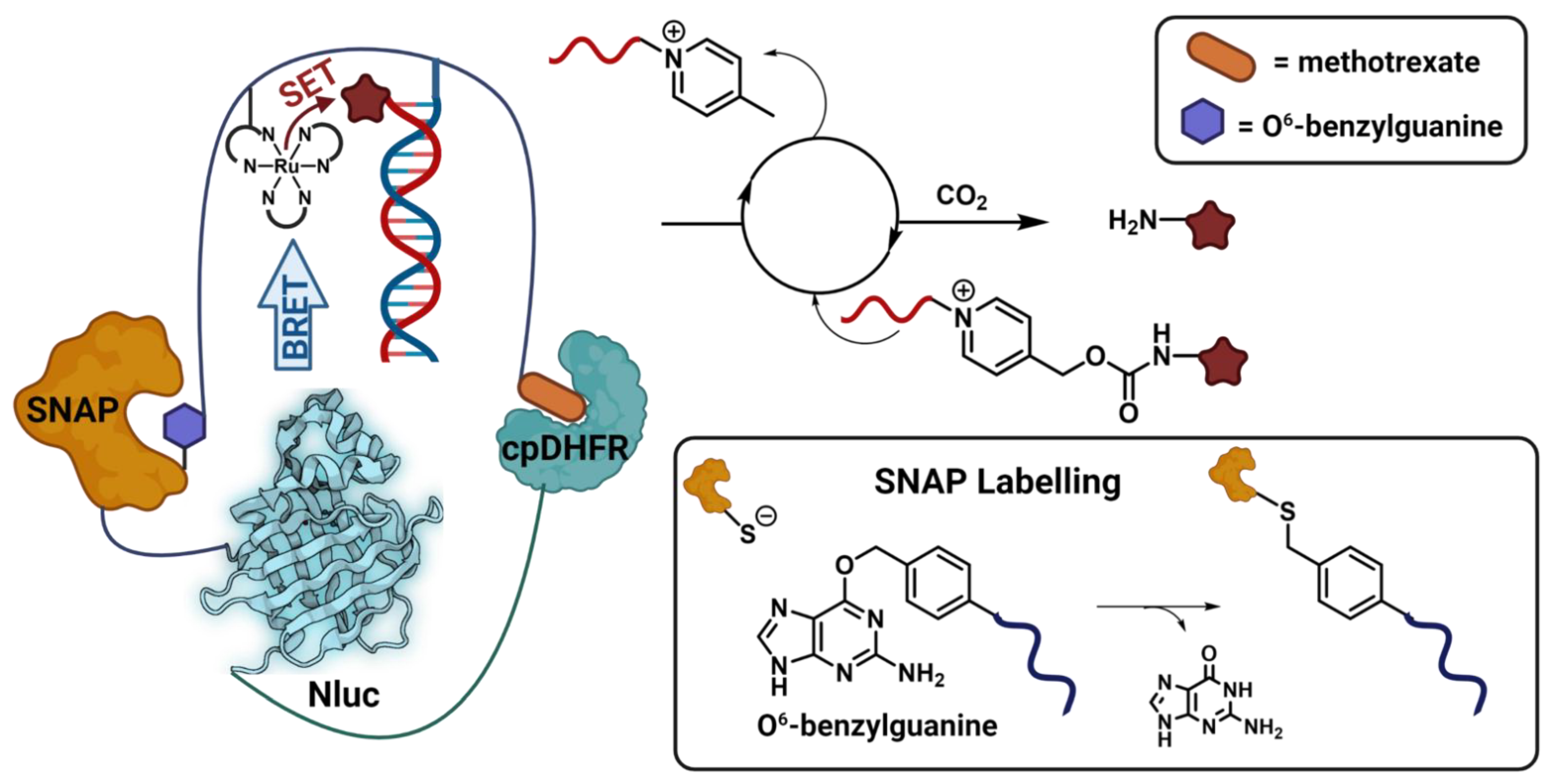 Biomolecules 12 01523 g008 Biomolecules 12 01523 g008
