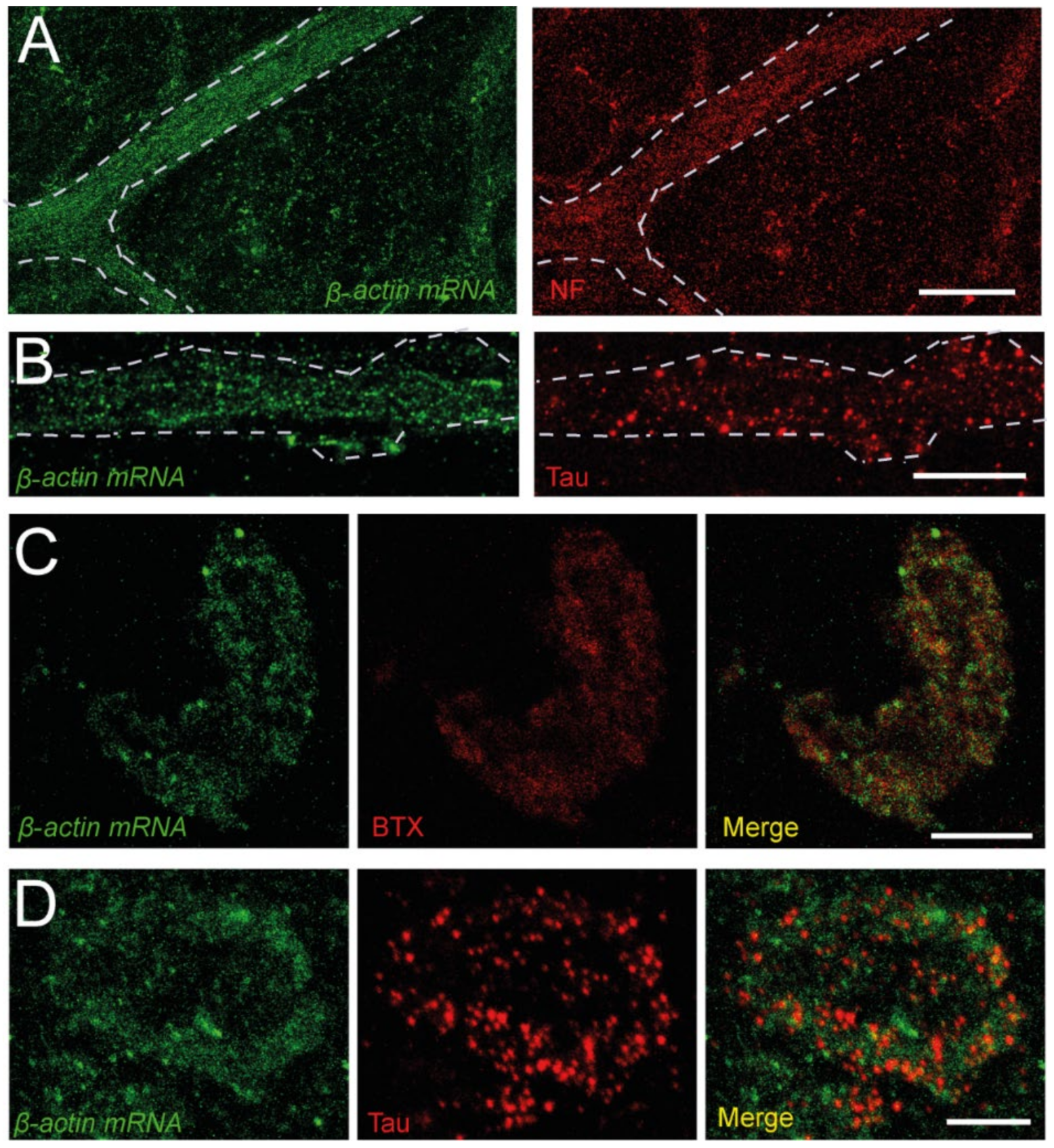 Biomolecules 12 01524 g002 Biomolecules 12 01524 g002